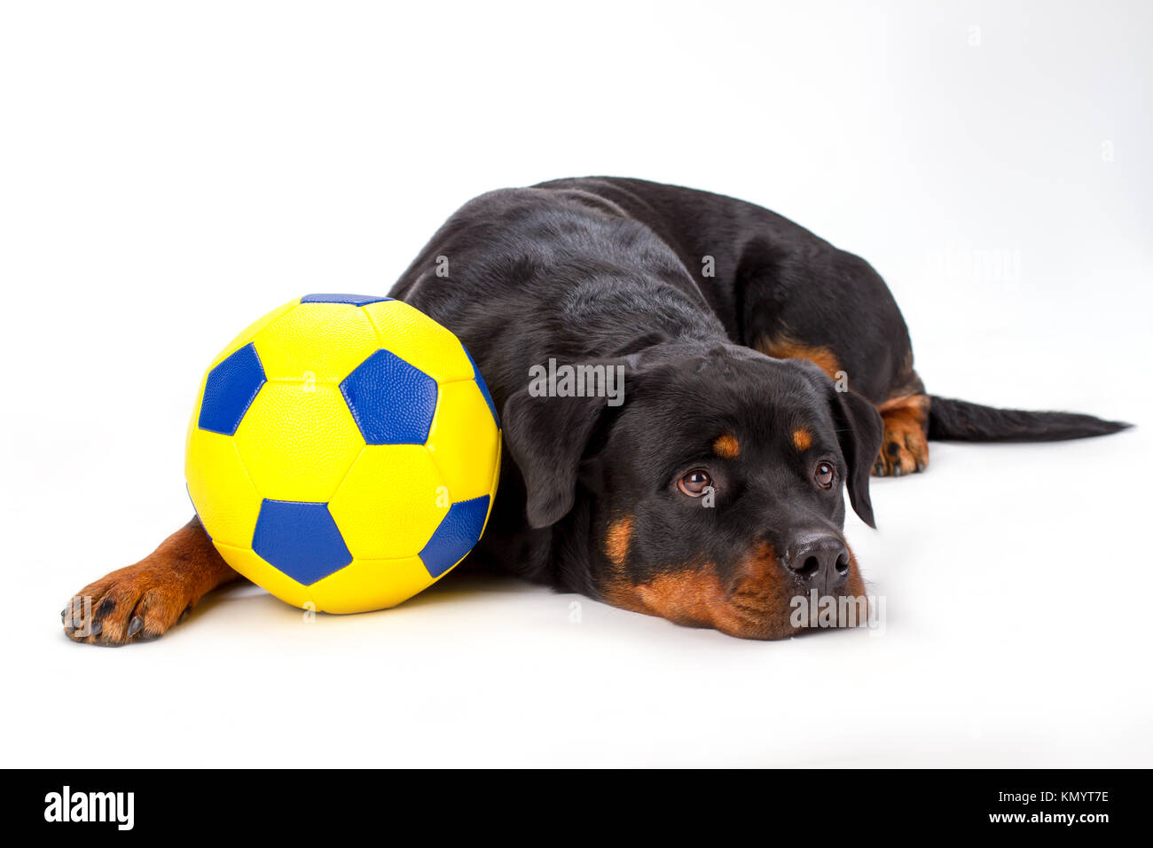 Rottweiler et ballon de soccer, studio shot. Banque D'Images