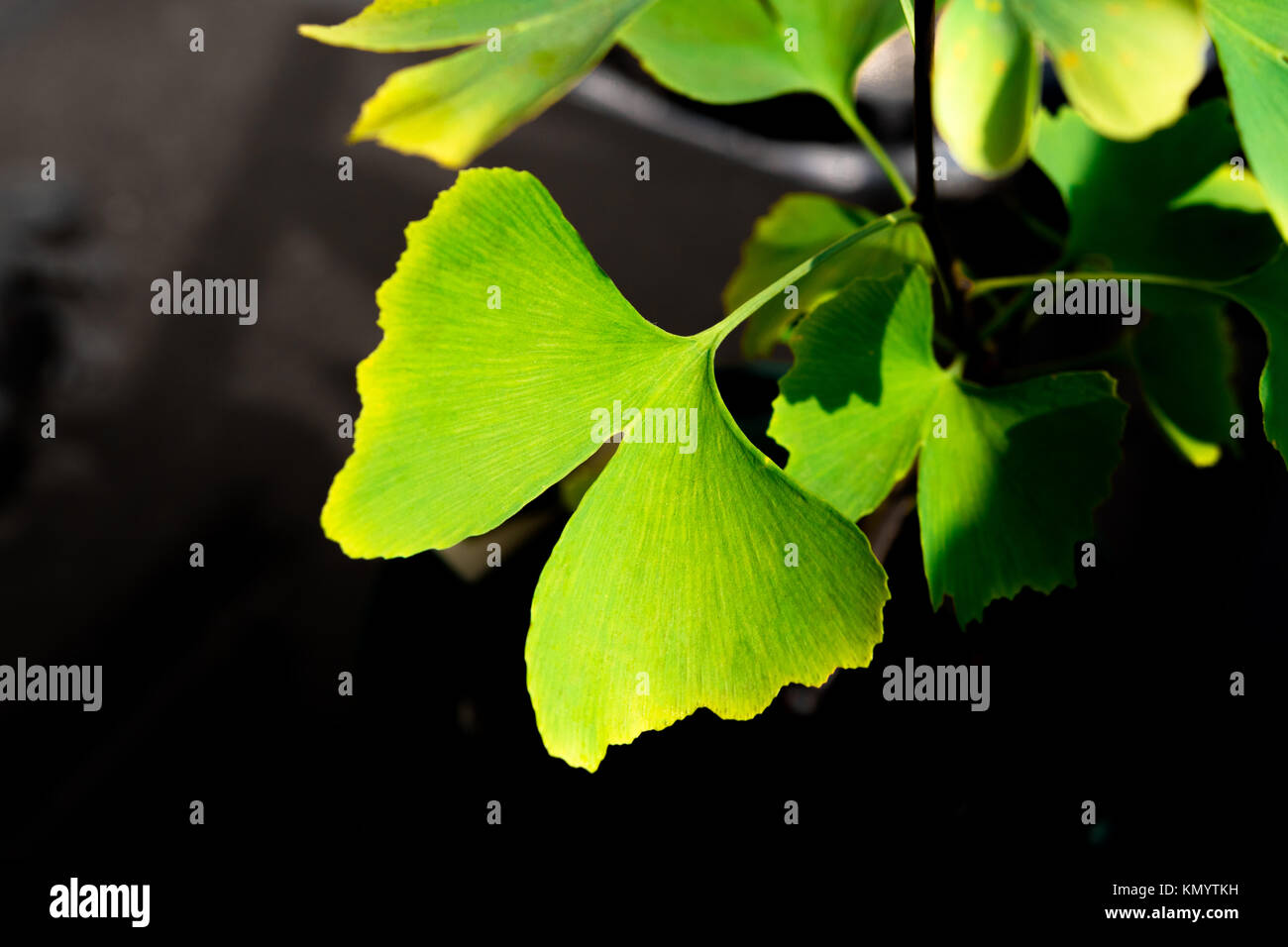 Le gingko feuilles à l'heure d'été Banque D'Images