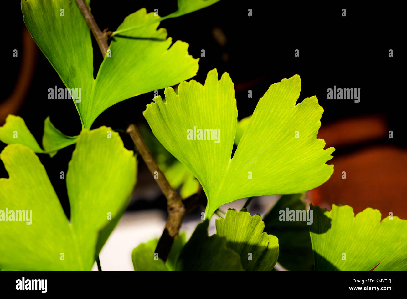 Le gingko feuilles à l'heure d'été Banque D'Images