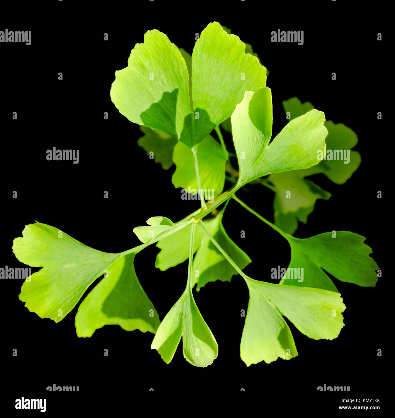 Le gingko feuilles à l'heure d'été Banque D'Images