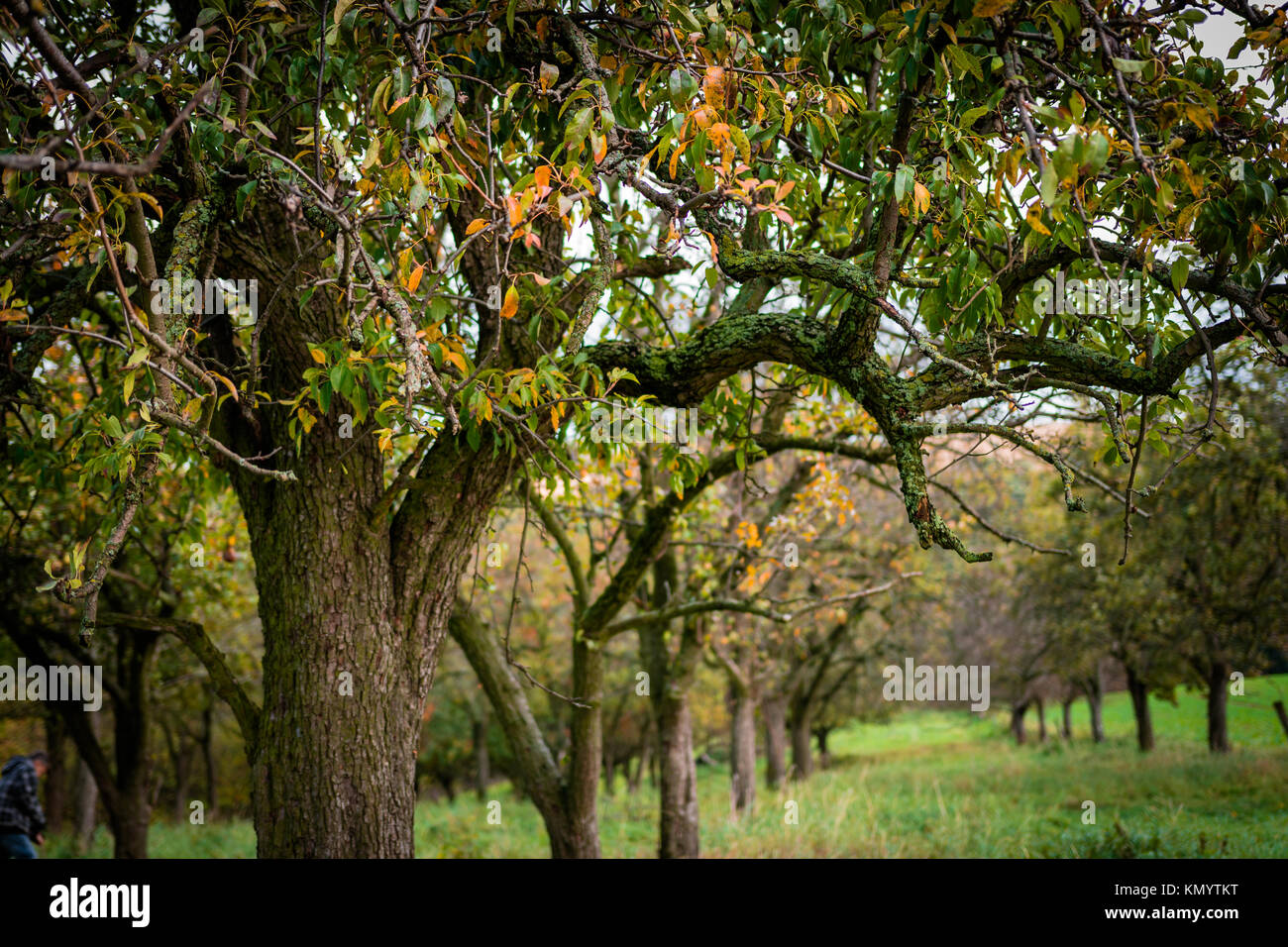 Apple tree plantation à l'automne Banque D'Images