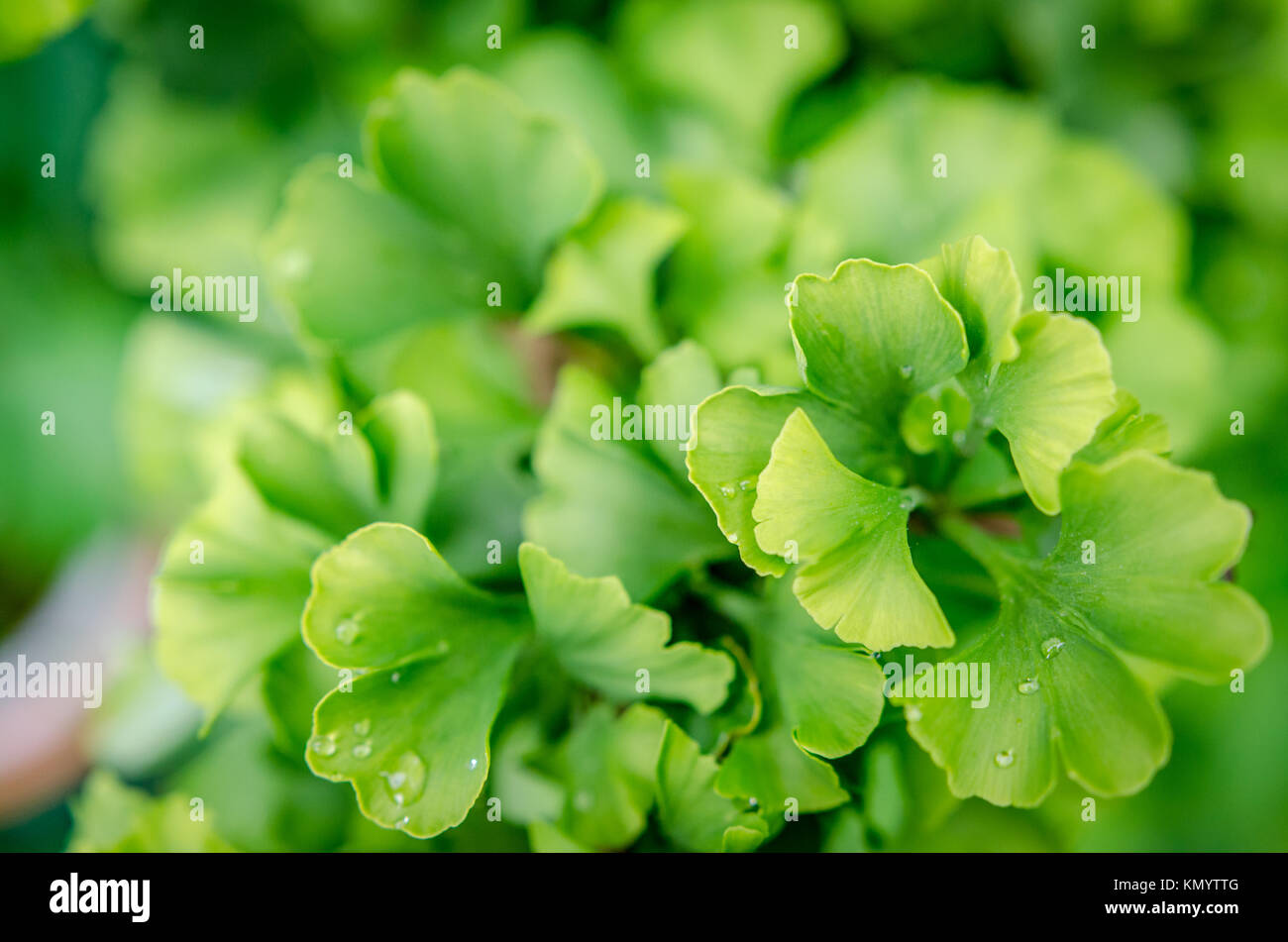 Feuilles de gingko macro avec de l'eau Banque D'Images