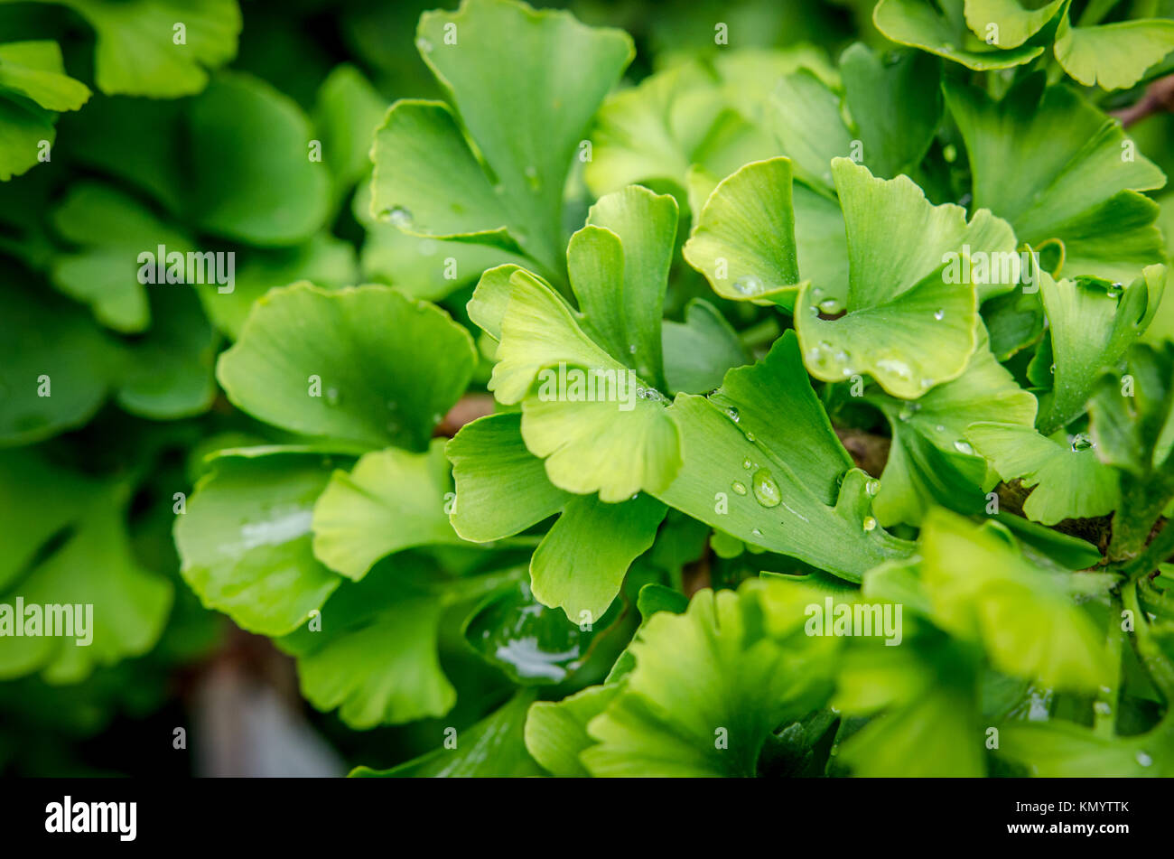Feuilles de gingko macro avec de l'eau Banque D'Images