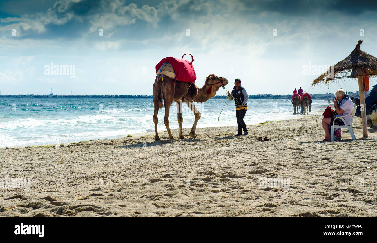 Chameaux sur la plage, Djerba, 07 Nov 2014 Banque D'Images