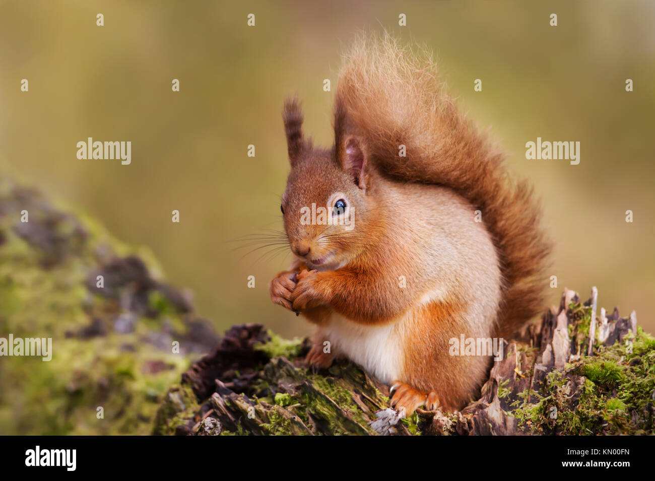 L'Écureuil rouge de manger des noix sur un tronc d'arbre dans la forêt écossaise. Banque D'Images