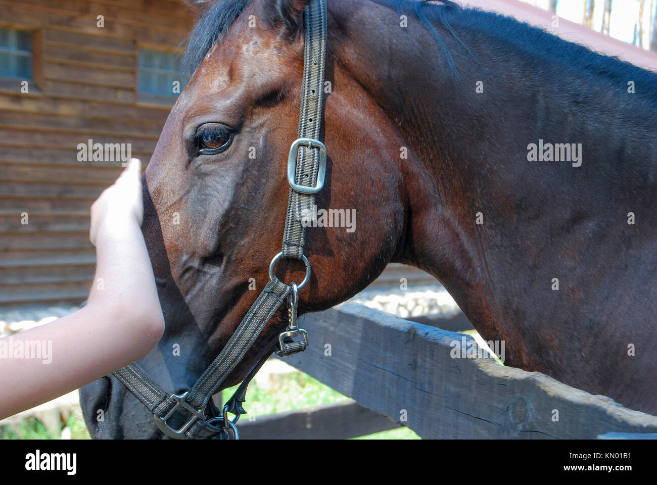 La main de l'enfant caresse la bay horse sur la tête Banque D'Images