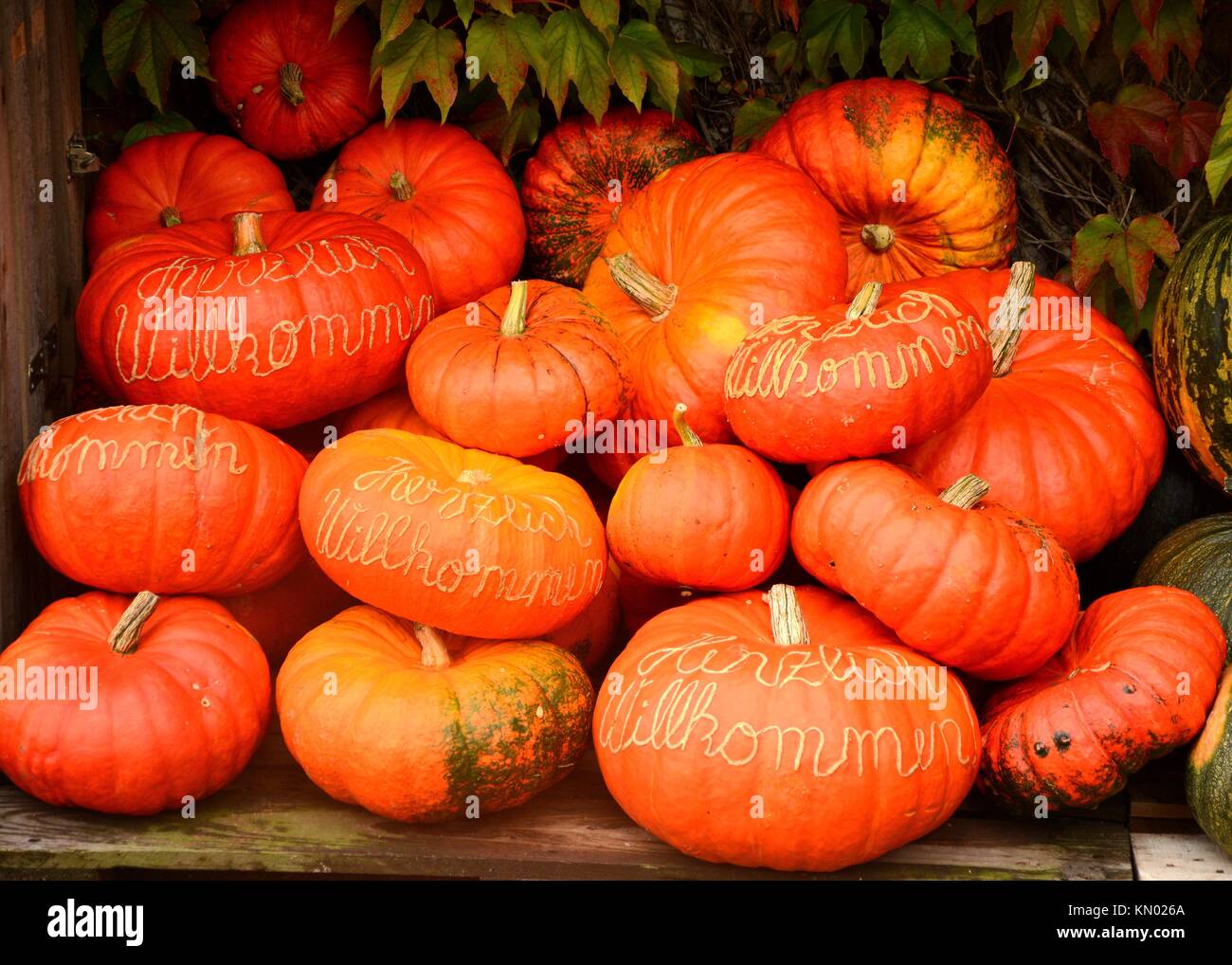Automne pumkins avec 'Herzlich Willkommen" carving Banque D'Images