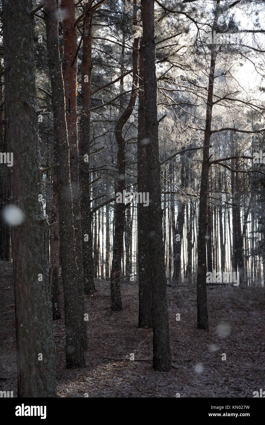 Première chute de neige dans la forêt de pins Banque D'Images