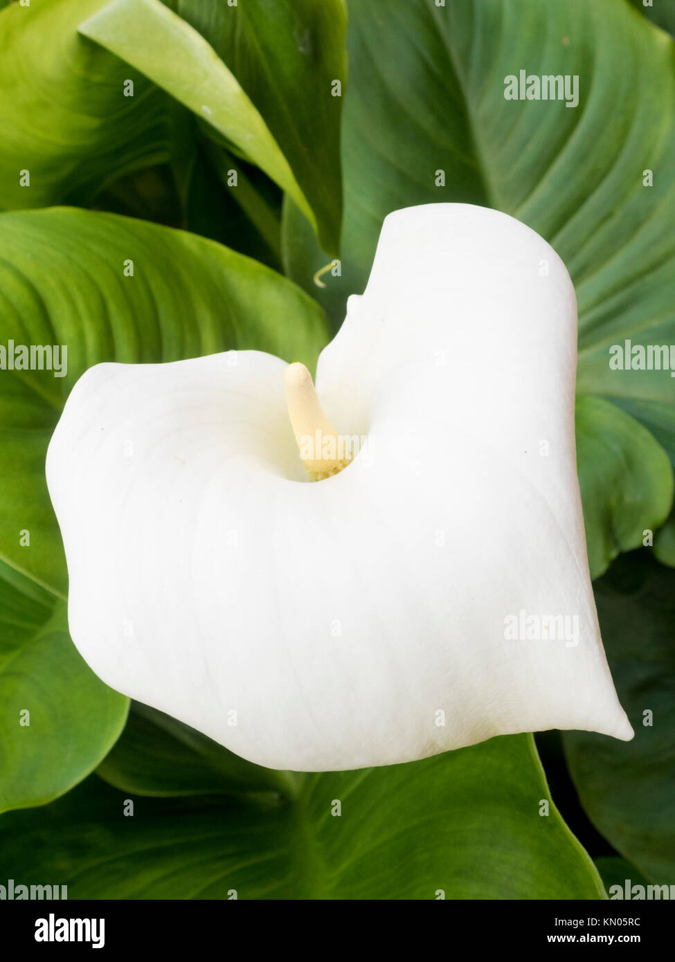 ( Usine d'Arum Zantedeschia aethiopica ) en fleur Banque D'Images