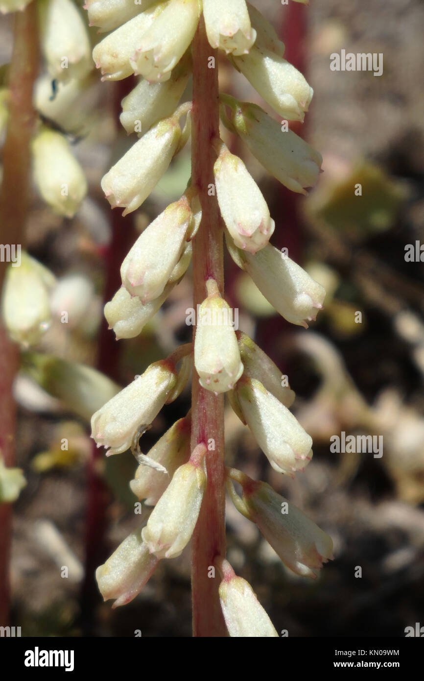 ( Navelwort ombilic rupestris ) plante de fleurs sauvages, Cornwall, England, UK en été Banque D'Images