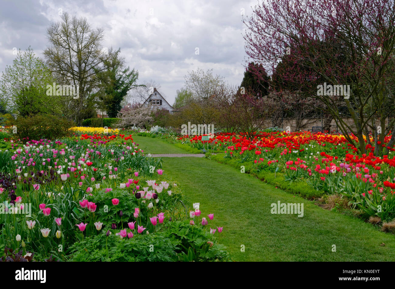 Weinheim : Tulip saison de floraison dans le jardin botanique 'Hermannshof", Bergstrasse, Bade-Wurtemberg, Allemagne Banque D'Images