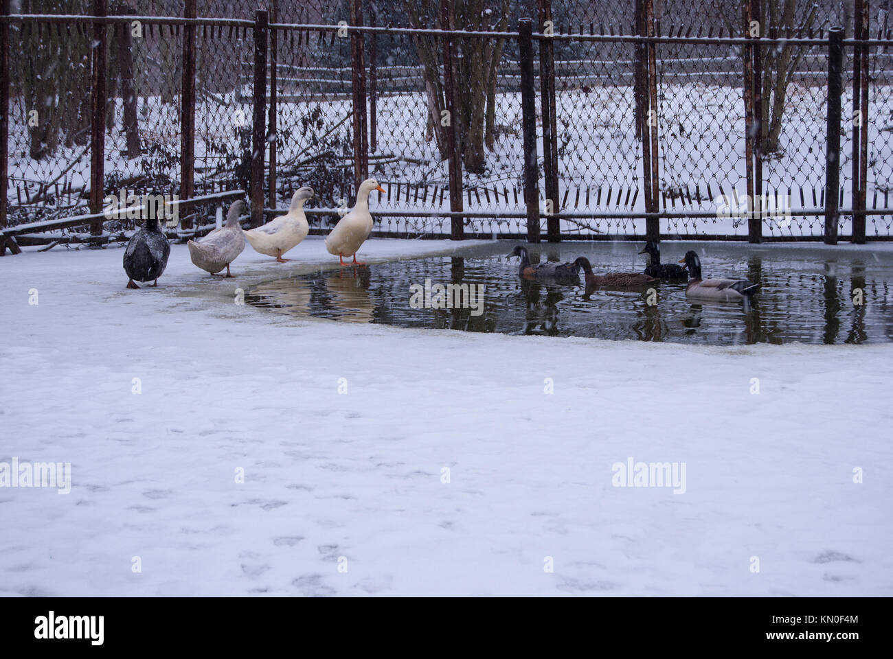 Canards nager dans le trou d'un étang gelé. Le mauvais temps, il neige. Banque D'Images