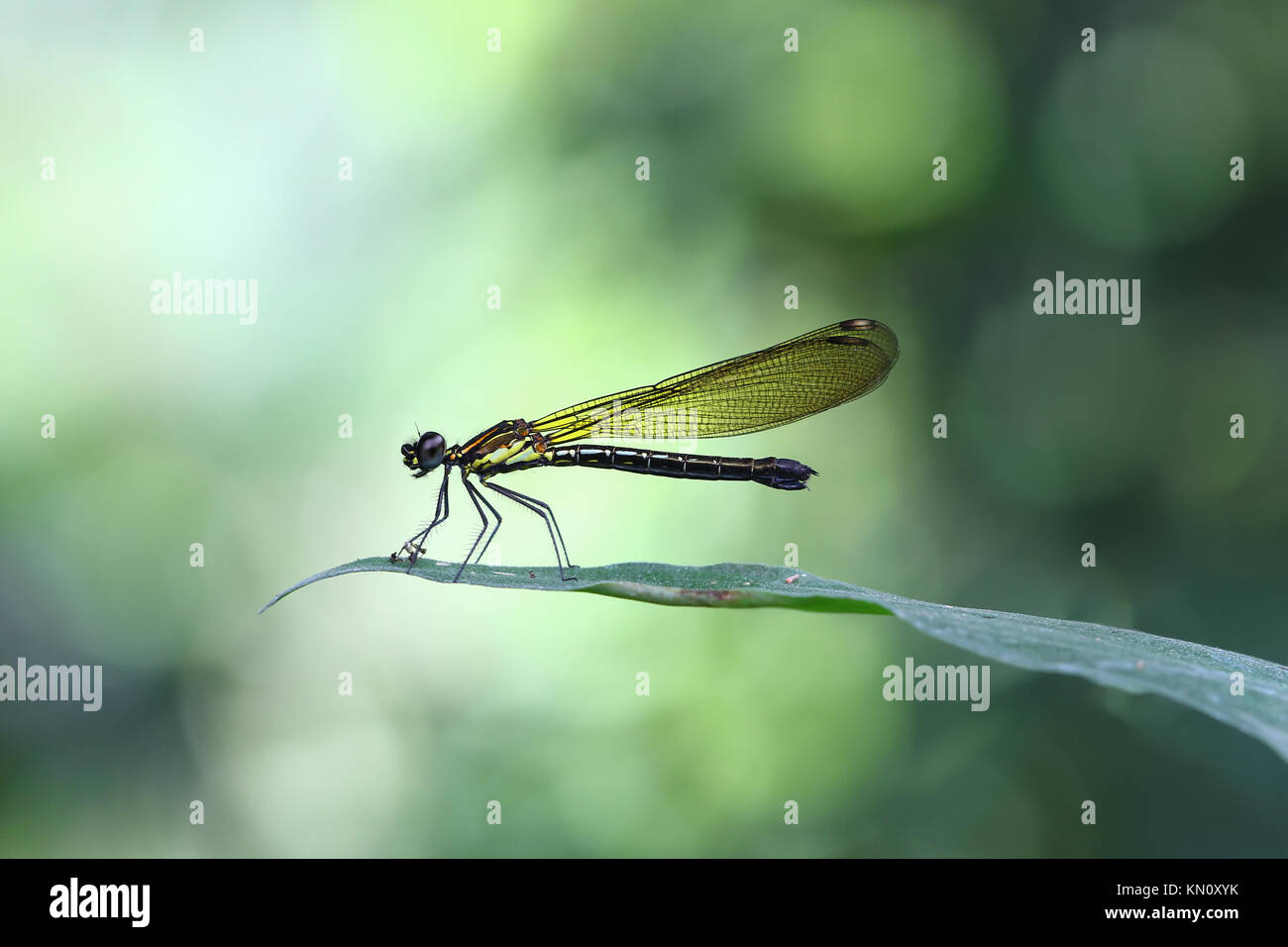 Damselfy jaune/Dragon Fly/Zygoptera assis sur le bord de feuille verte Banque D'Images