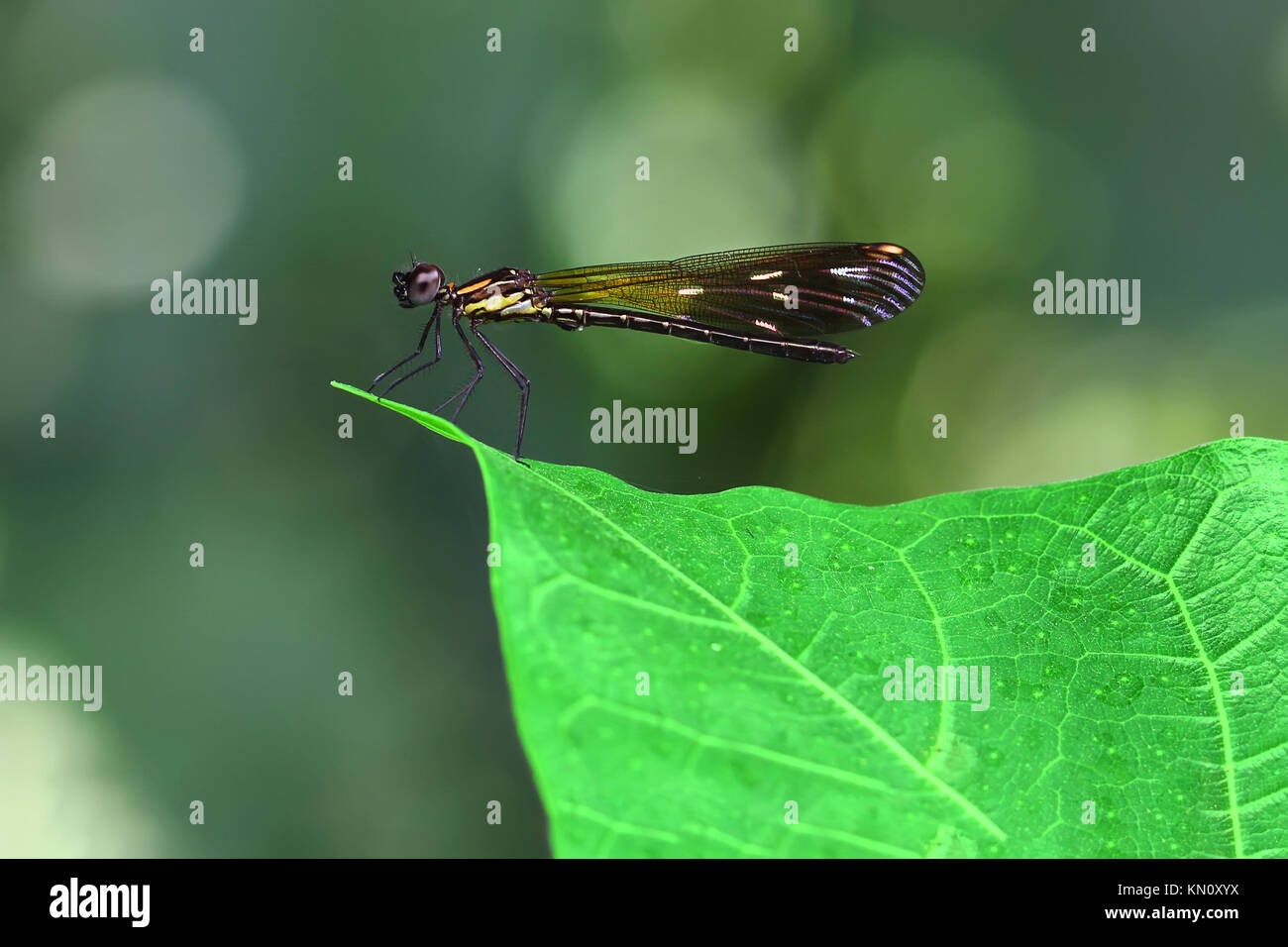 Damselfy Orange/Dragon Fly/Zygoptera avec ailes colorés assis sur le bord de feuille verte Banque D'Images