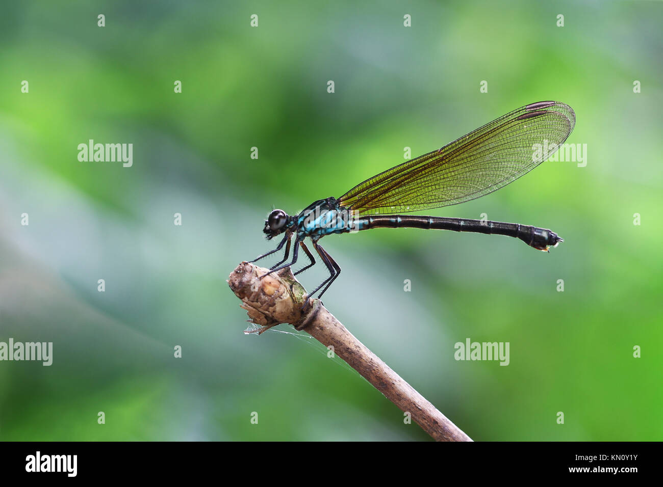 Damselfy bleu/Dragon Fly/Zygoptera assis sur le bord de la tige de bambou Banque D'Images