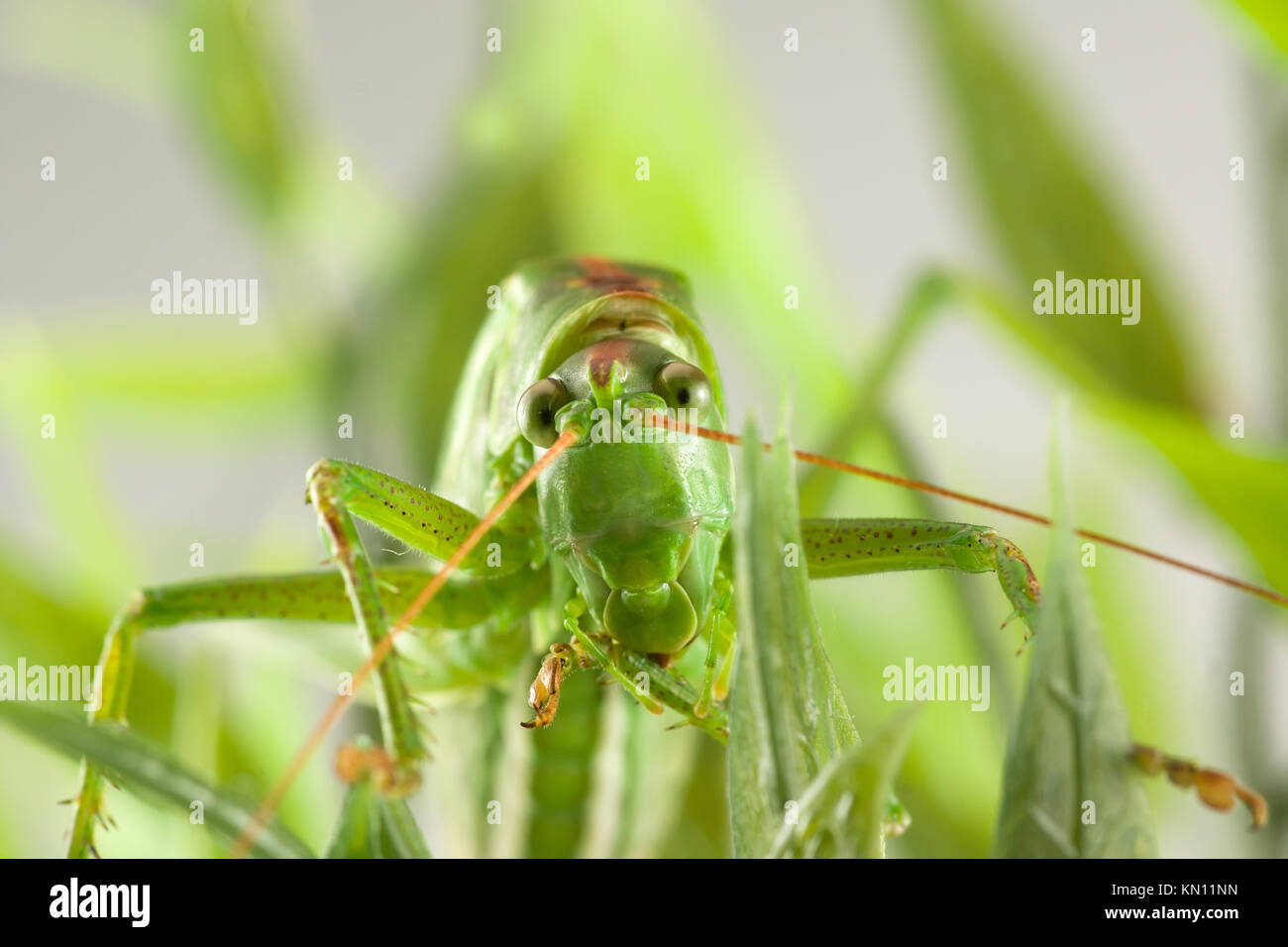 Grande sauterelle verte se cachant dans l'herbe verte Banque D'Images