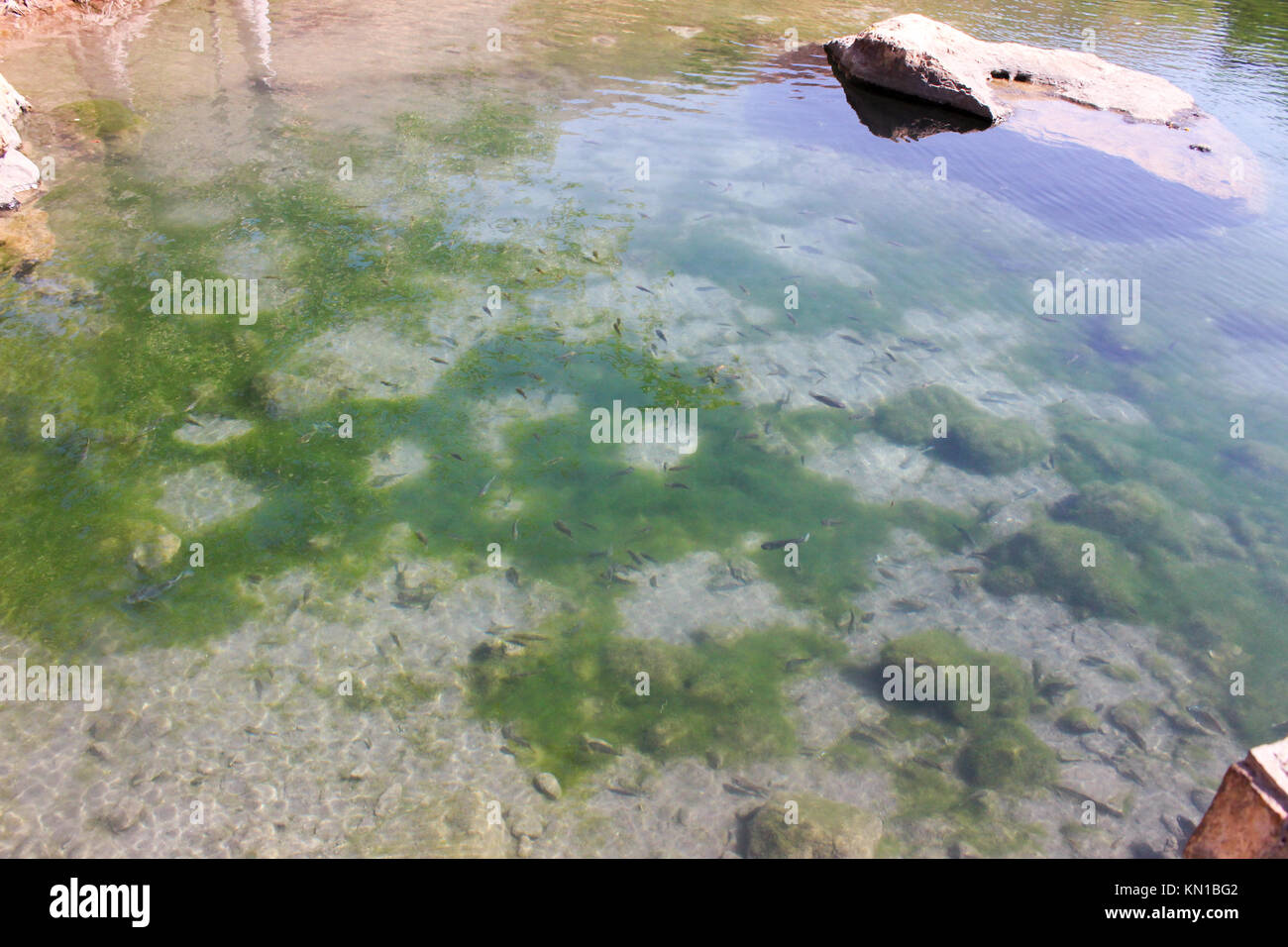 Poisson à l'intérieur de minuscules organismes peu de l'eau augmentant la beauté de l'eau, l'eau claire sur les mousses vert. les poissons nager sous l'eau peut être utilisée comme papier peint Banque D'Images