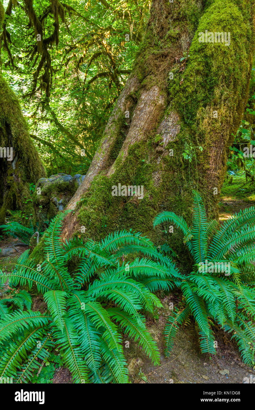 Grand Hall de mousses Fougères sur sentier dans la forêt tropicale de Hoh iin Olypmic Parc National dans l'État de Washington aux États-Unis Banque D'Images