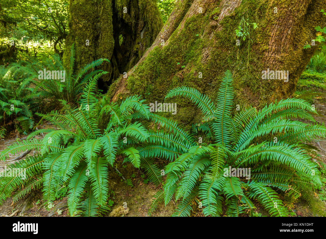 Grand Hall de mousses Fougères sur sentier dans la forêt tropicale de Hoh iin Olypmic Parc National dans l'État de Washington aux États-Unis Banque D'Images