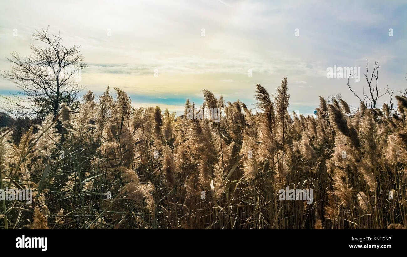 Plage de l'herbe dans le vent contre le ciel et les nuages colorés. Banque D'Images