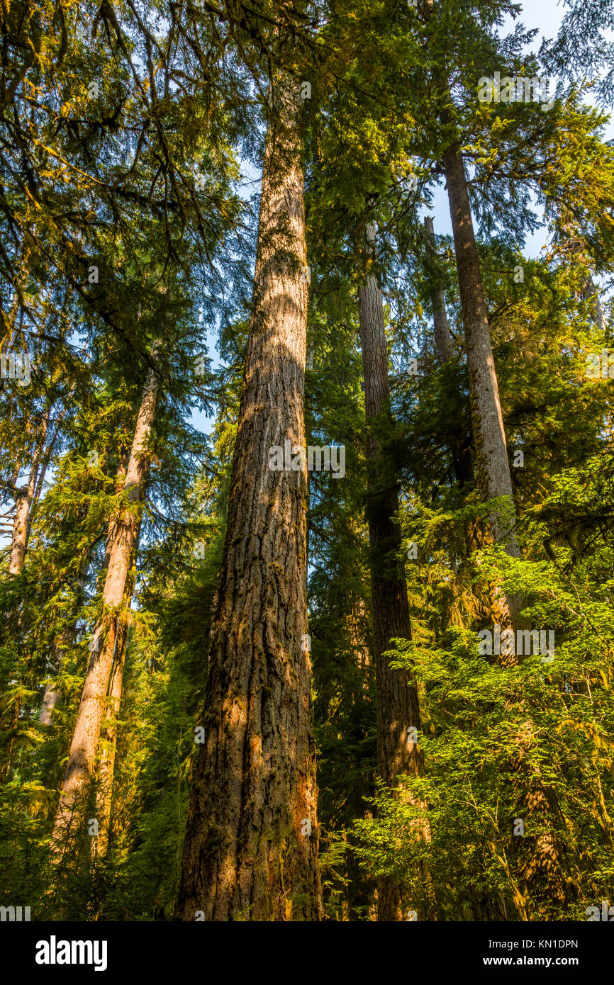 Le long du couloir de mousses sentier dans la forêt tropicale de Hoh iin Olypmic Parc National dans l'État de Washington aux États-Unis Banque D'Images