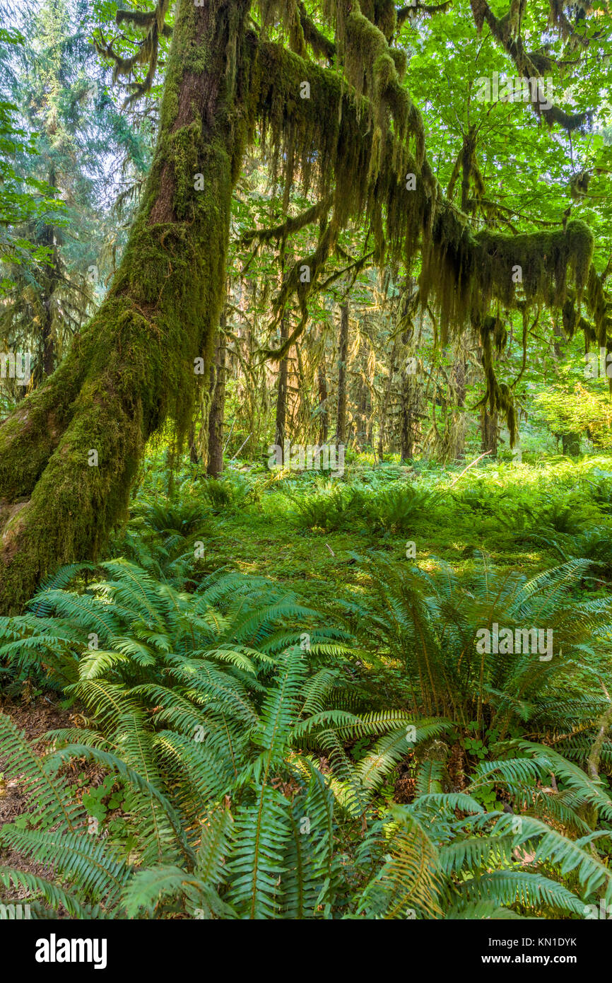 Le long du couloir de mousses sentier dans la forêt tropicale de Hoh iin Olypmic Parc National dans l'État de Washington aux États-Unis Banque D'Images