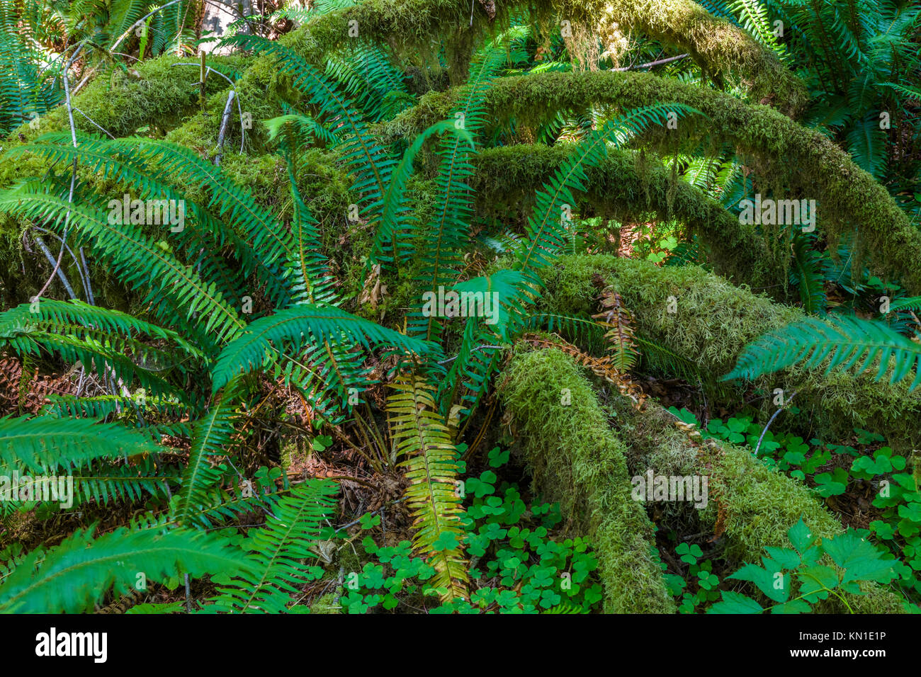 Sur le sentier de la nature de l'épinette dans la forêt tropicale de Hoh iin Olypmic Parc National dans l'État de Washington aux États-Unis Banque D'Images