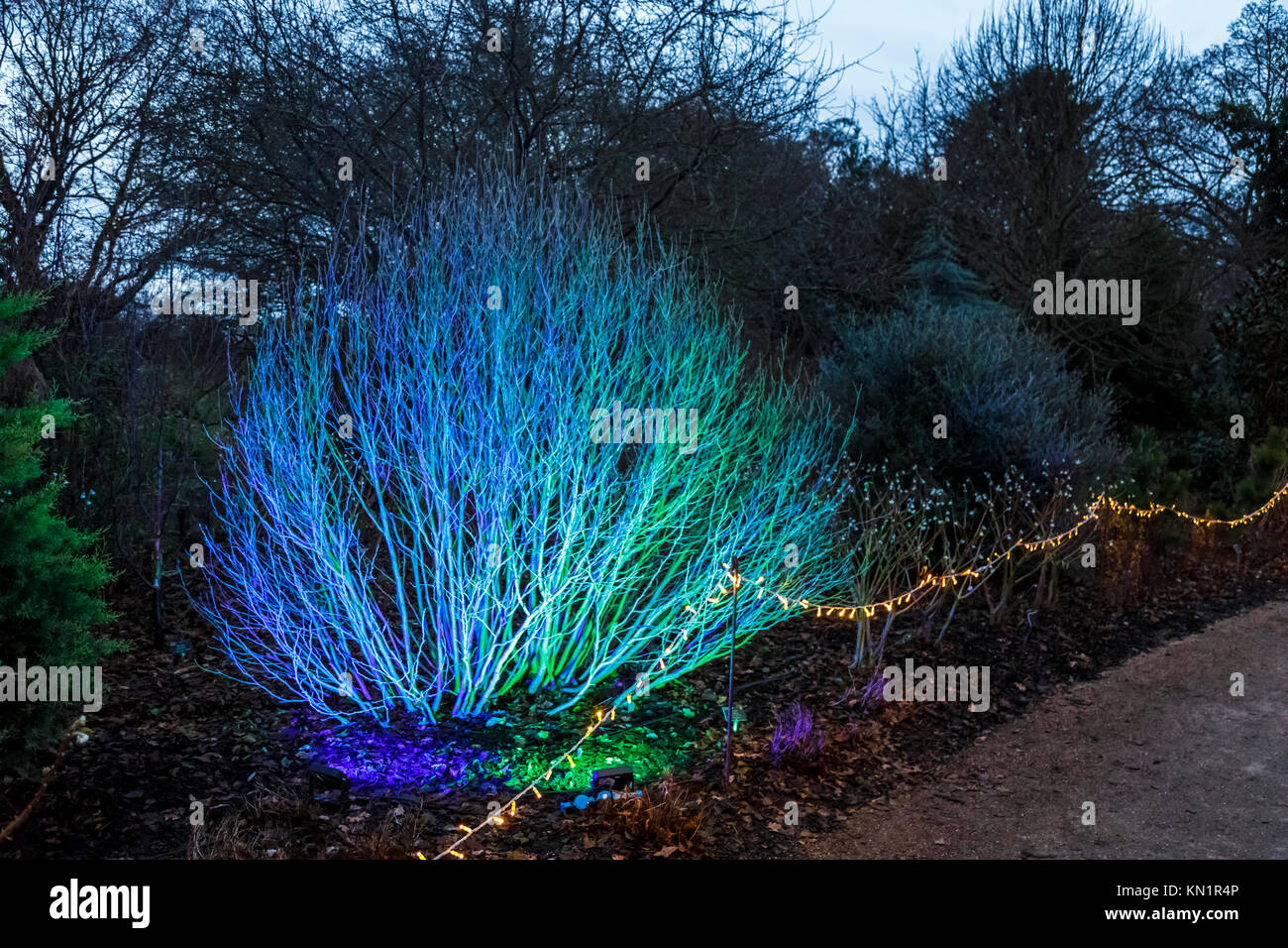 Wisley, Surrey, UK, 09 décembre 2017. Un brillant, bleu et vert allumé bush fait partie d'un affichage en couleur des illuminations dans la soirée à l'assemblée annuelle de Noël fêtes Glow événement au Jardins de la Royal Horticultural Society à Wisley, organisé par l'ERS en partenariat avec Smart Energy GB, Crédit : Graham Prentice/Alamy Live News. Banque D'Images