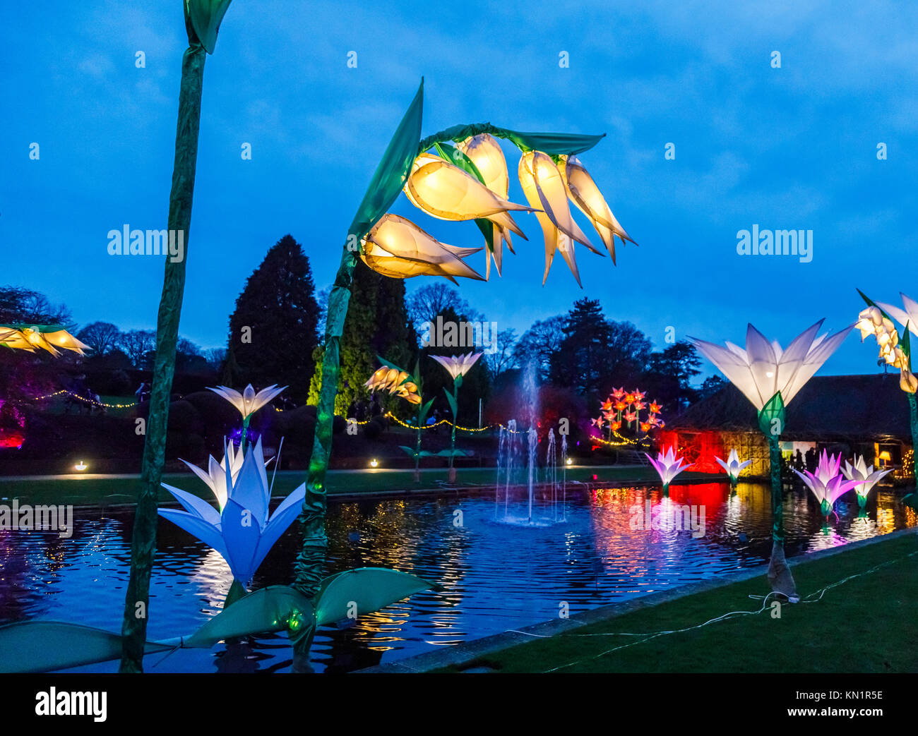 Wisley, Surrey, UK, 09 décembre 2017. Lumineux, brillant, fleurs géant fantastique forment un écran couleur de dans la soirée à l'assemblée annuelle de Noël fêtes Glow événement au Jardins de la Royal Horticultural Society à Wisley, organisé par l'ERS en partenariat avec Smart Energy GB, Crédit : Graham Prentice/Alamy Live News. Banque D'Images