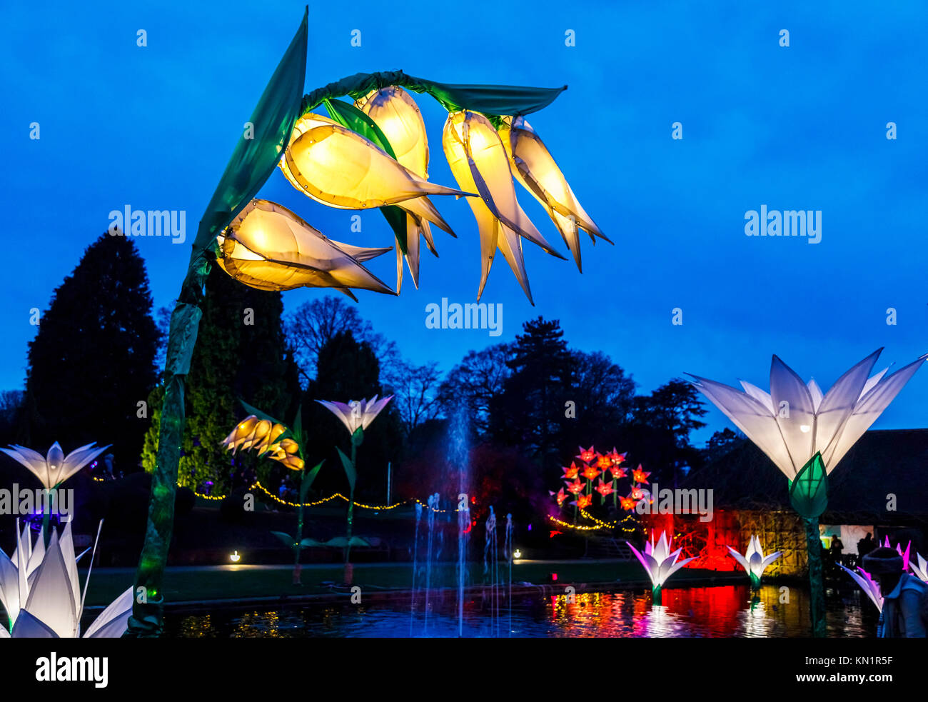 Wisley, Surrey, UK, 09 décembre 2017. Lumineux, brillant, fleurs géant fantastique forment un écran couleur de dans la soirée à l'assemblée annuelle de Noël fêtes Glow événement au Jardins de la Royal Horticultural Society à Wisley, organisé par l'ERS en partenariat avec Smart Energy GB, Crédit : Graham Prentice/Alamy Live News. Banque D'Images