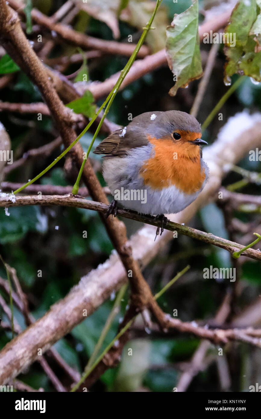 Aberystwyth, Pays de Galles, Royaume-Uni. Déc 10, 2017. Le dirigeant d'une robin à la recherche de nourriture après la première chute de neige de l'année. Credit : Alan Hale/Alamy Live News Banque D'Images