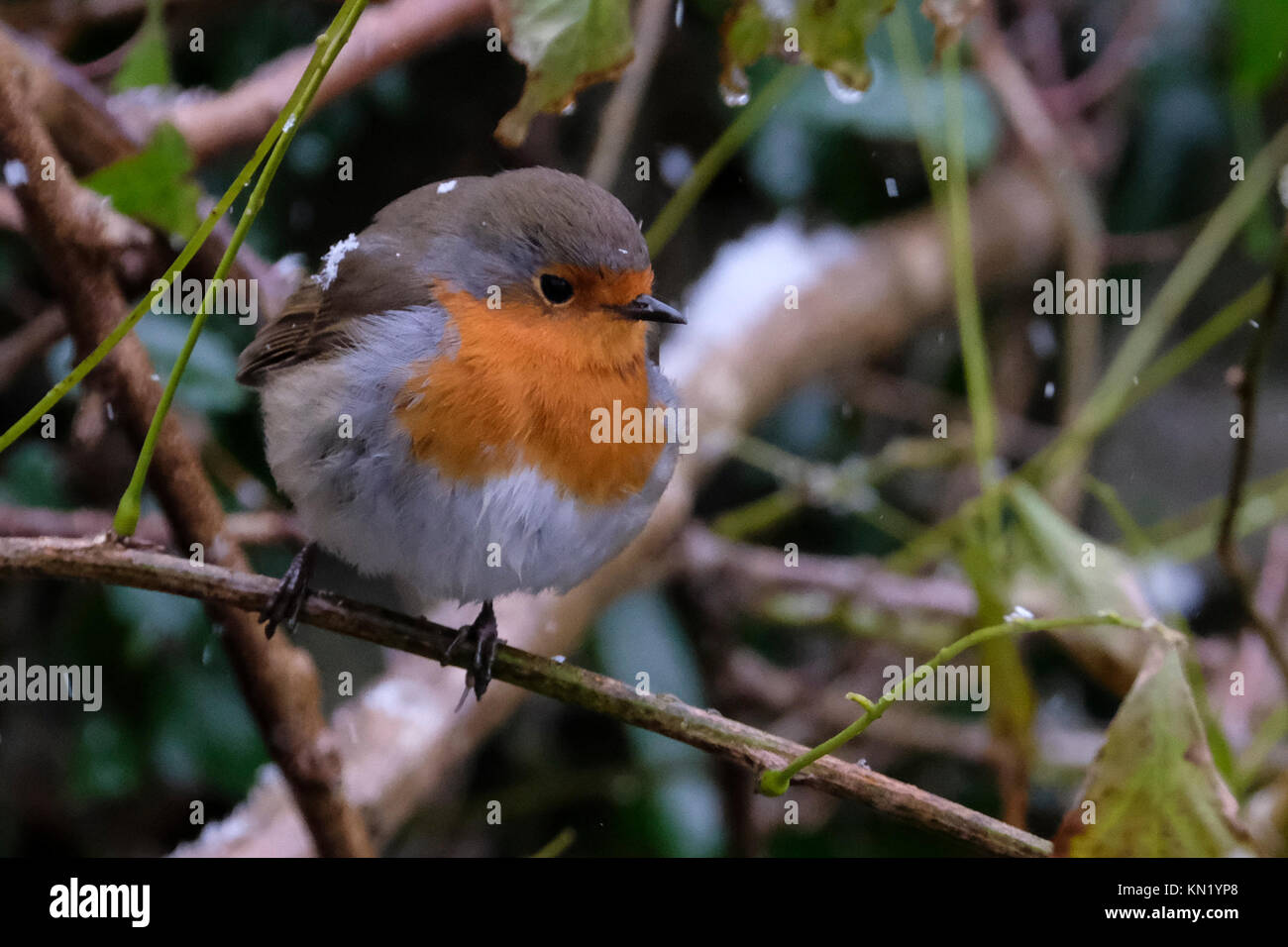 Aberystwyth, Pays de Galles, Royaume-Uni. Déc 10, 2017. Le dirigeant d'une robin à la recherche de nourriture après la première chute de neige de l'année. Credit : Alan Hale/Alamy Live News Banque D'Images