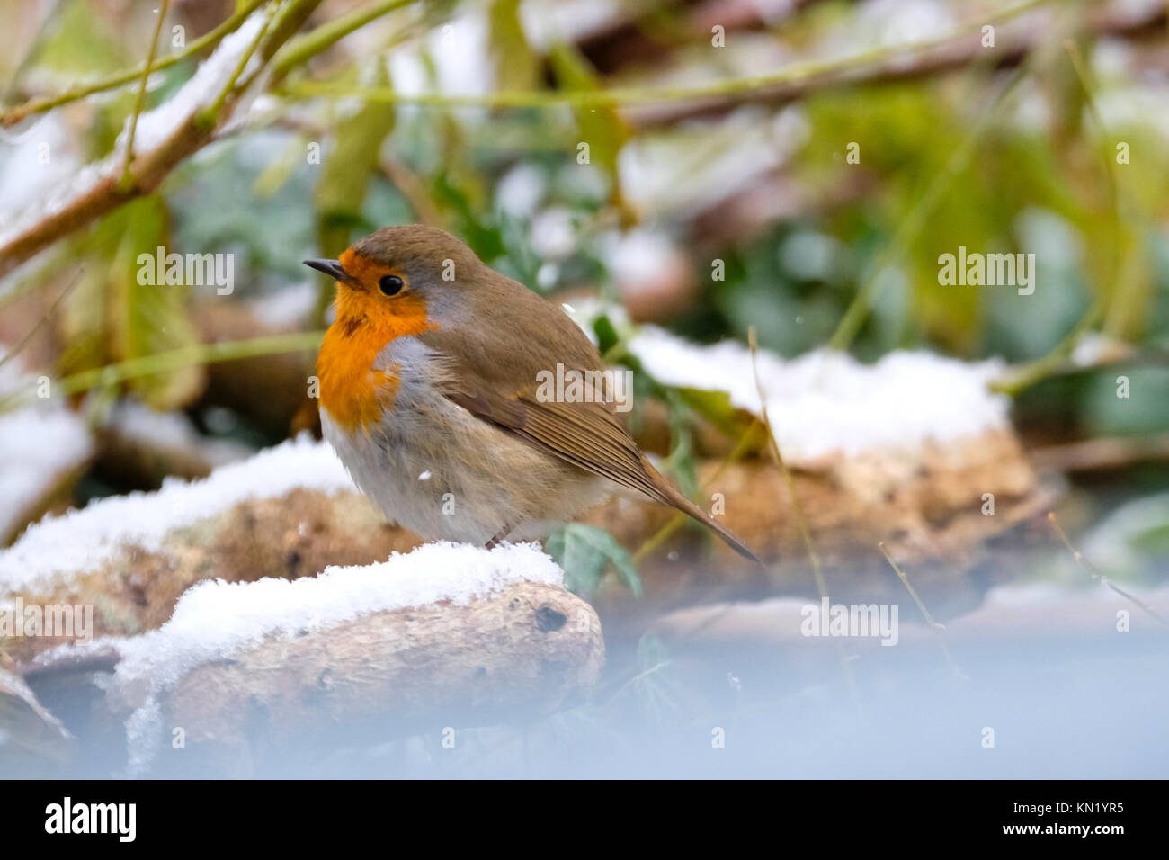 Aberystwyth, Pays de Galles, Royaume-Uni. Déc 10, 2017. Le dirigeant d'une robin à la recherche de nourriture après la première chute de neige de l'année. Credit : Alan Hale/Alamy Live News Banque D'Images