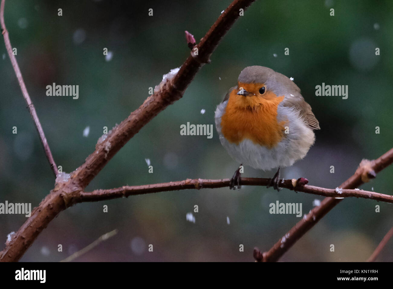 Aberystwyth, Pays de Galles, Royaume-Uni. Déc 10, 2017. Le dirigeant d'une robin à la recherche de nourriture après la première chute de neige de l'année. Credit : Alan Hale/Alamy Live News Banque D'Images