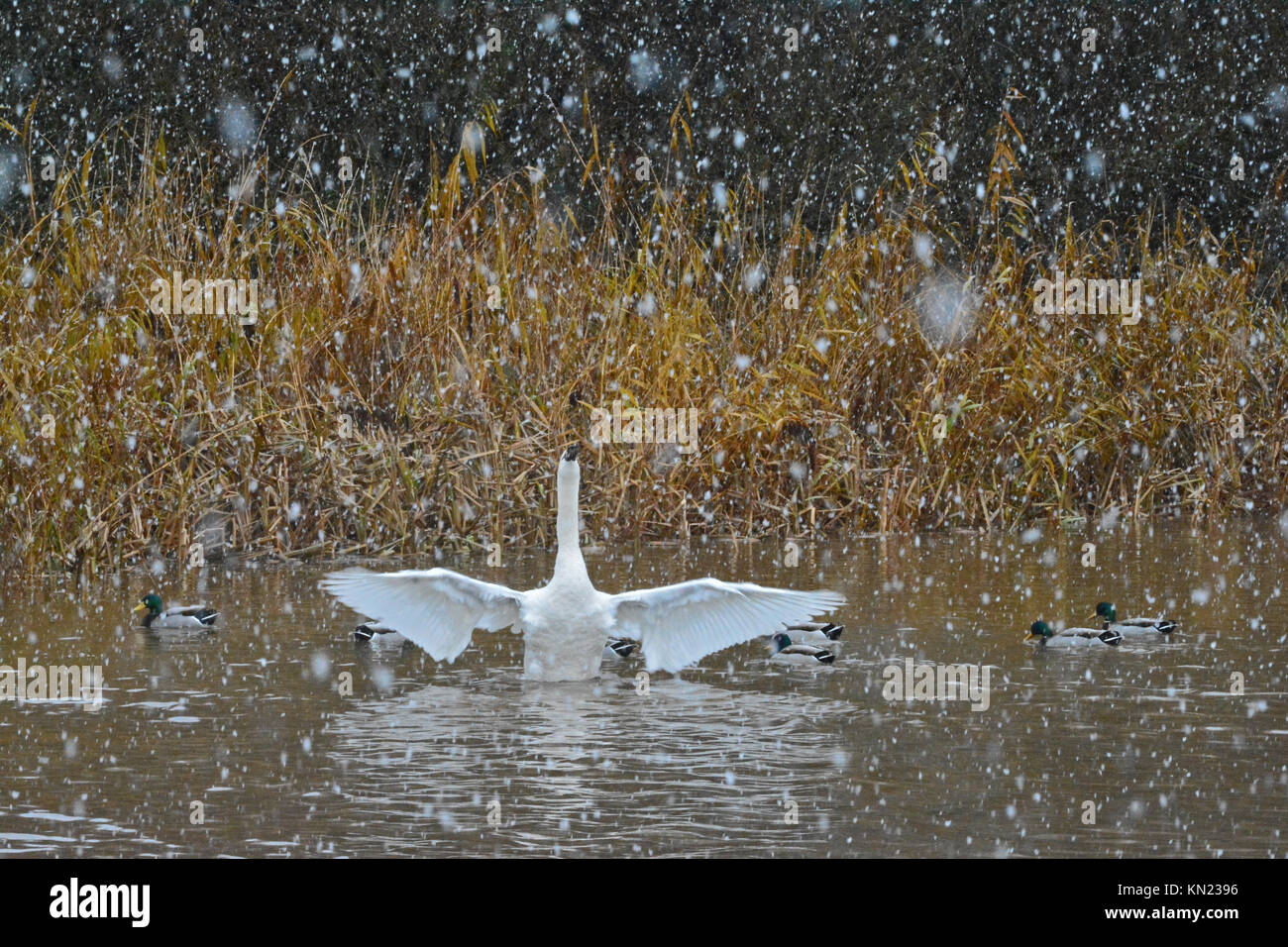 Weather chew Banque de photographies et d’images à haute résolution Alamy