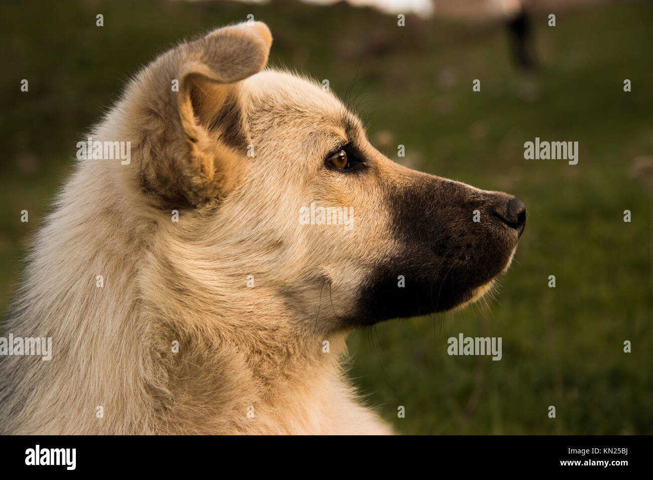 Le chien était à regarder le coucher du soleil. Il a été d'admirer la beauté de la nature et aussi il a été une partie de celui-ci. Banque D'Images