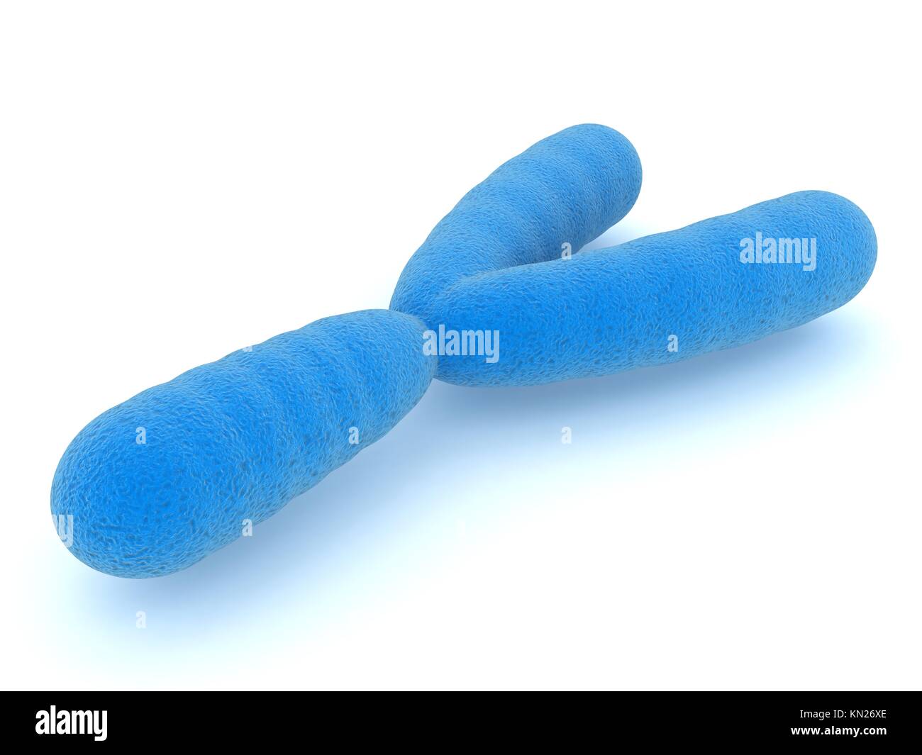 Chromosome Y, gros plan sur un fond blanc, 3D illustration. Banque D'Images