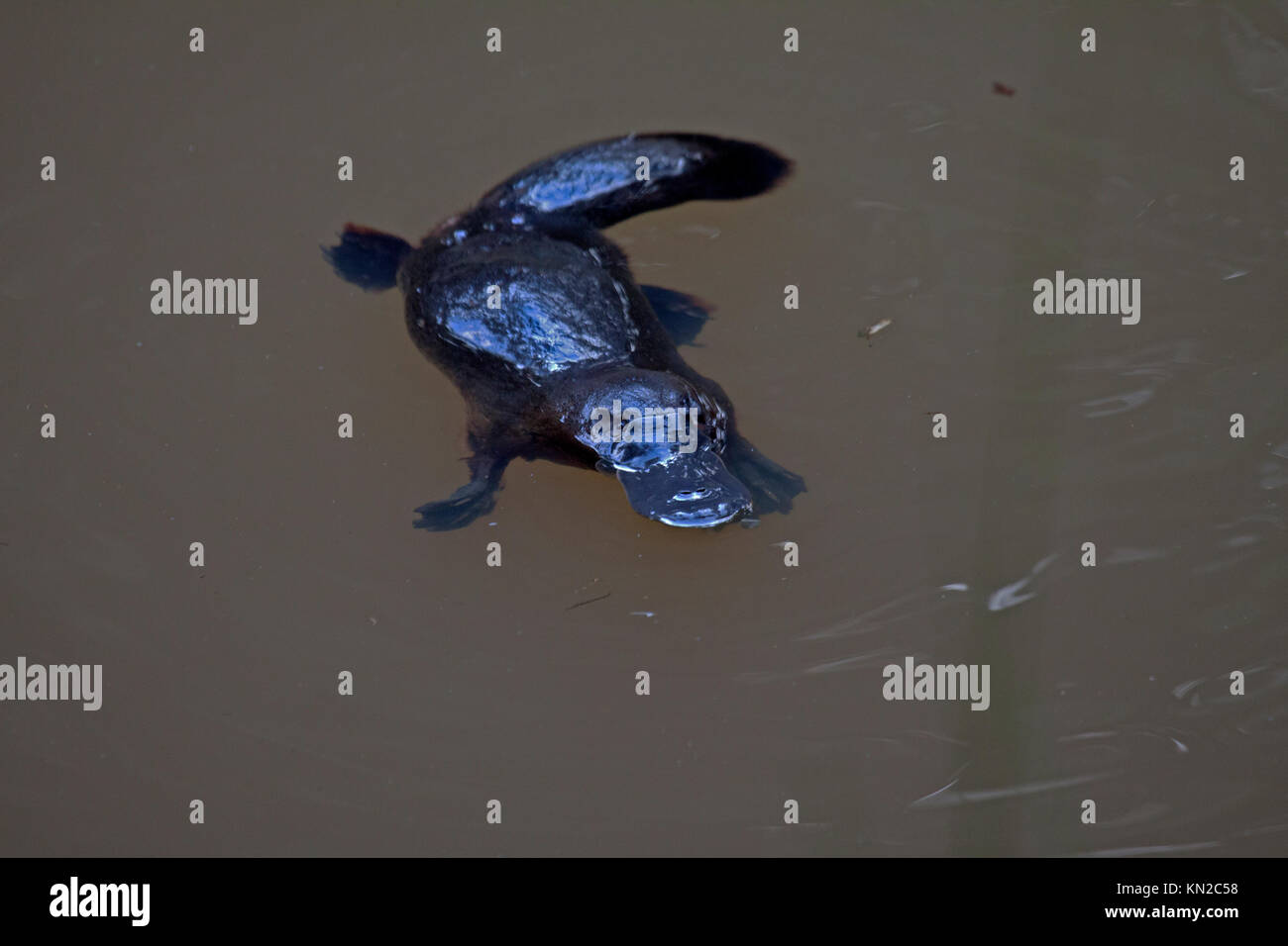 Natation en eau douce Platypus Creek dans le Queensland en Australie Banque D'Images