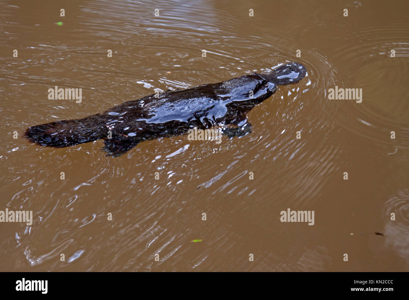 Natation en eau douce Platypus Creek dans le Queensland en Australie Banque D'Images