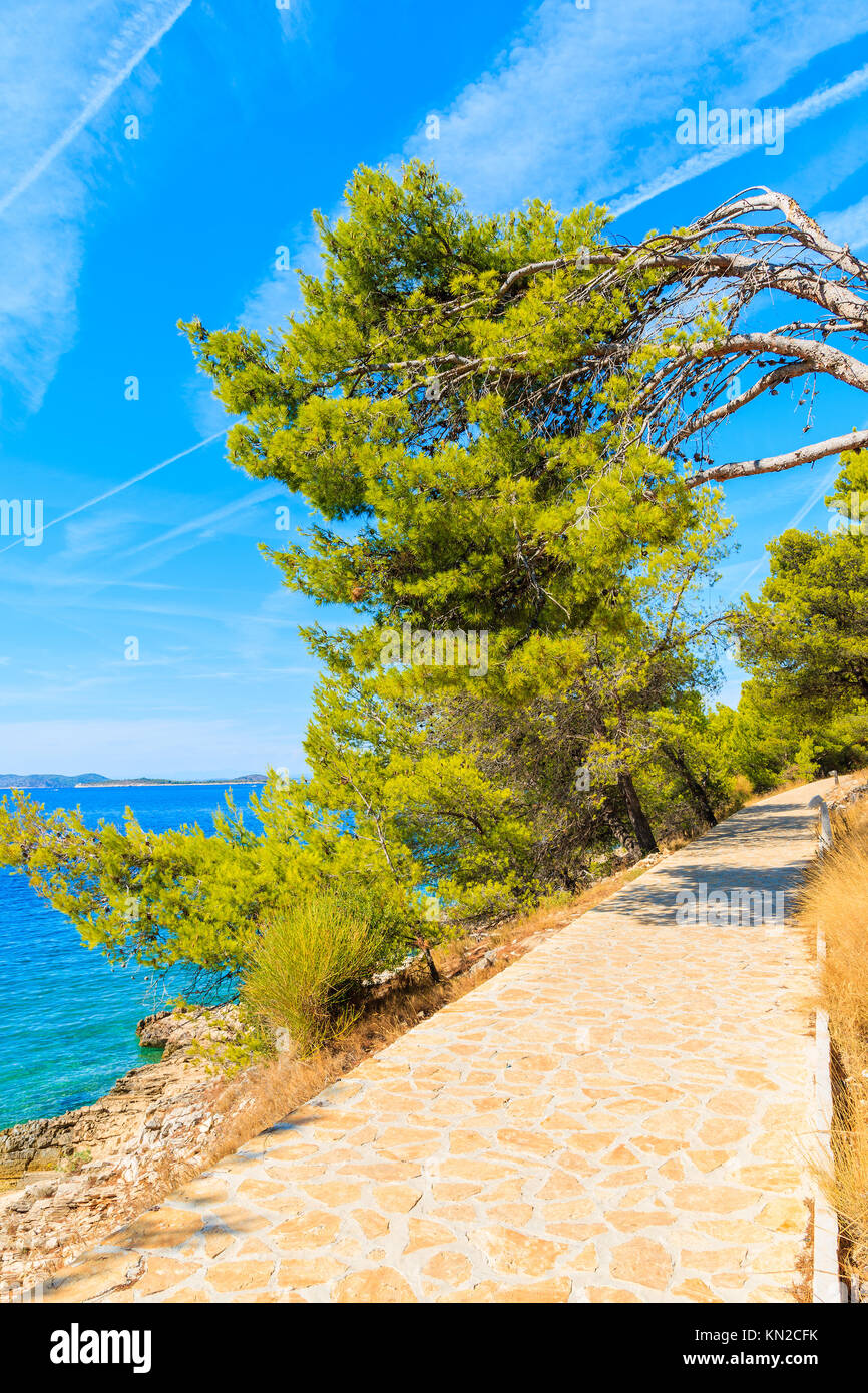 Chemin des pins le long vert avec une vue magnifique sur la mer près de la ville de Primosten, Croatie, Dalmatie Banque D'Images