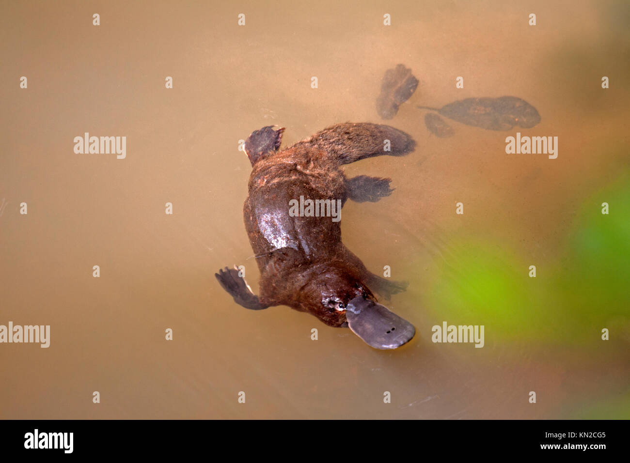 Natation en eau douce Platypus Creek dans le Queensland en Australie Banque D'Images