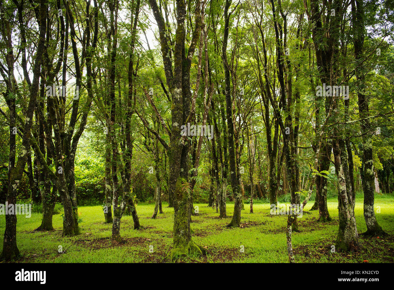 Les arbres moussus à Keahua Arboretum forestier sur l'île de Kaua'i, Hawaii Banque D'Images