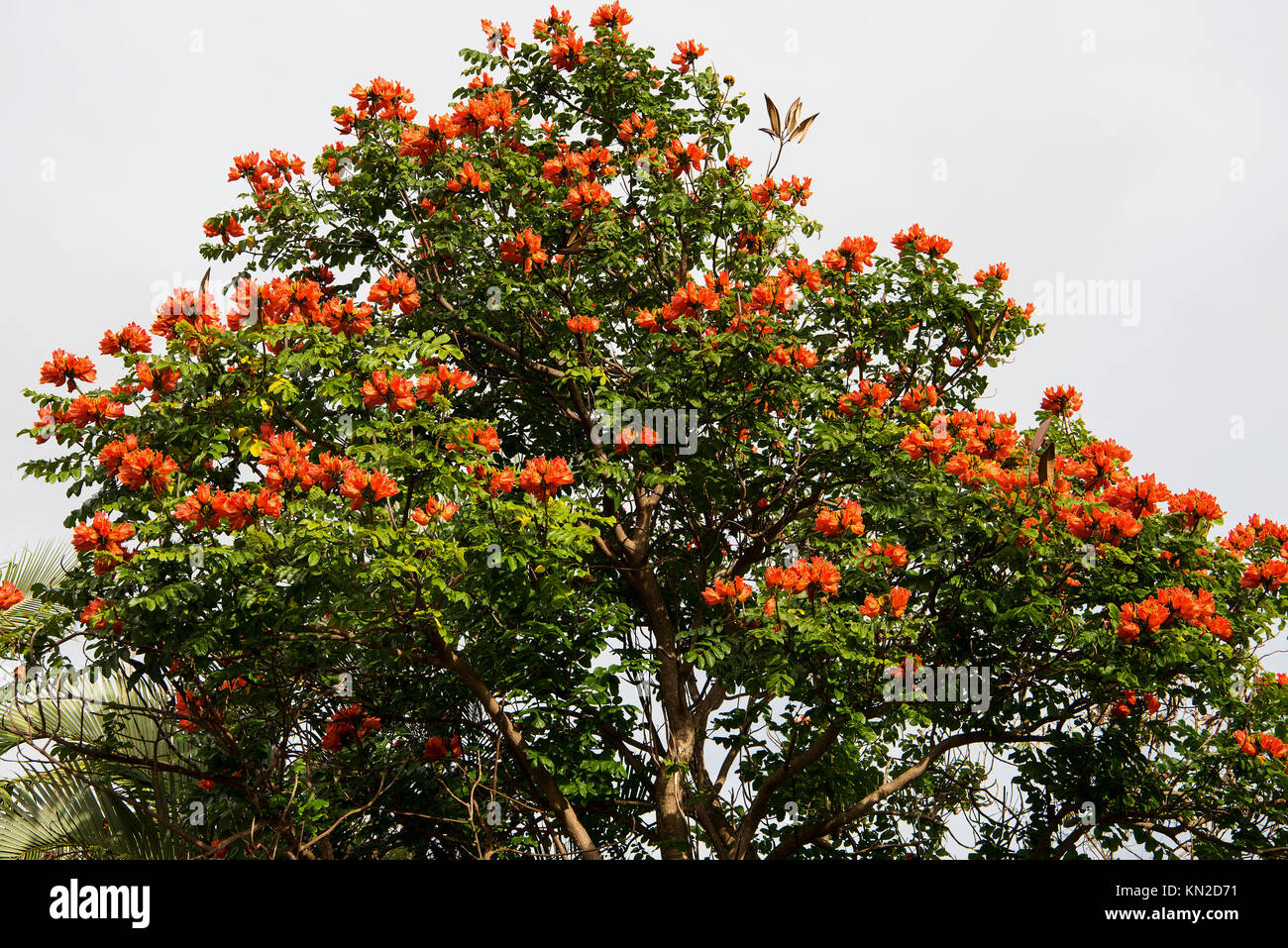 African Tulip Tree (Spathodea campanulata) est très commun, mais pas un arbre indigène à Hawai'i Banque D'Images