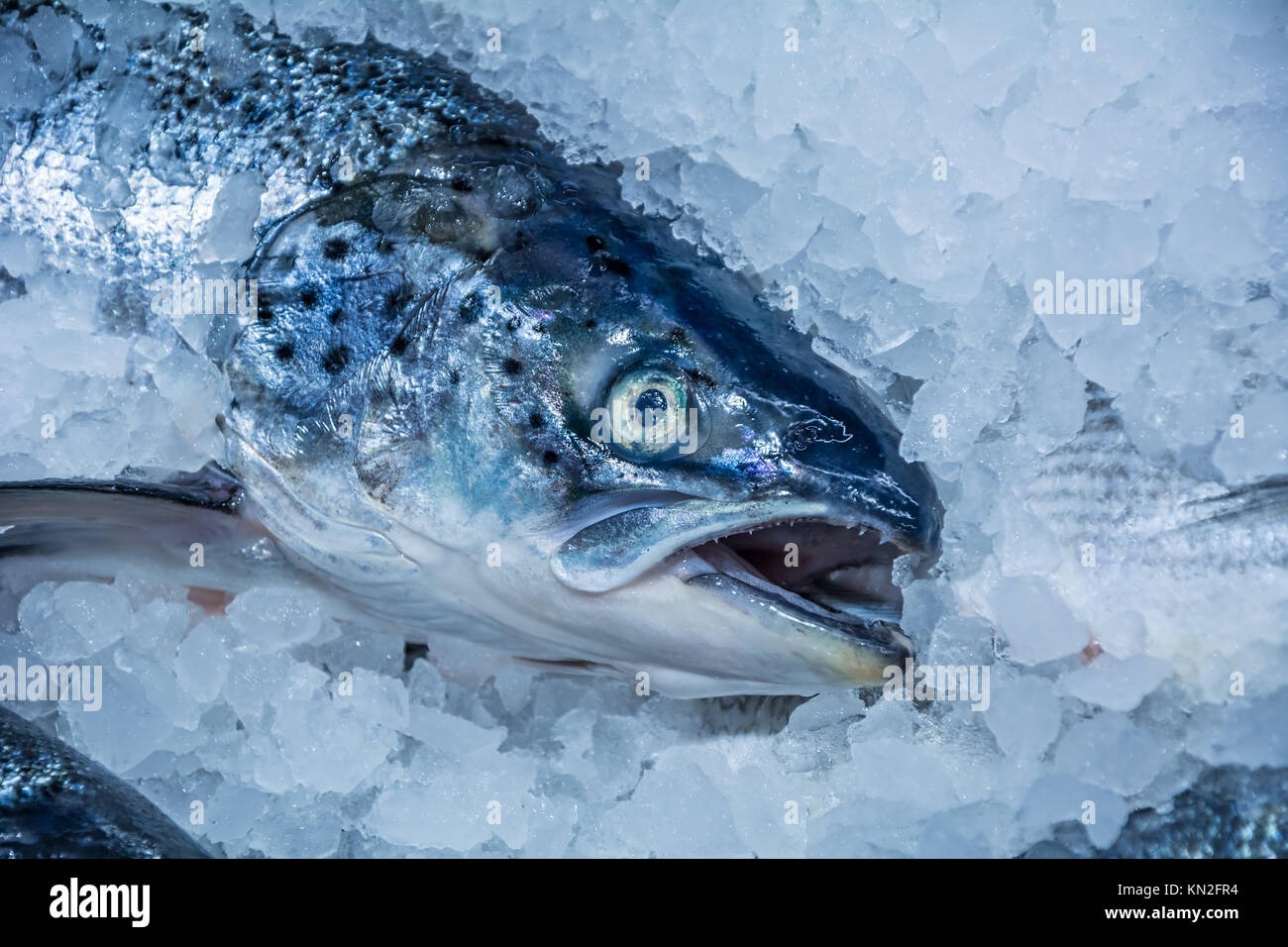 Truite sur un compteur dans la glace Banque D'Images