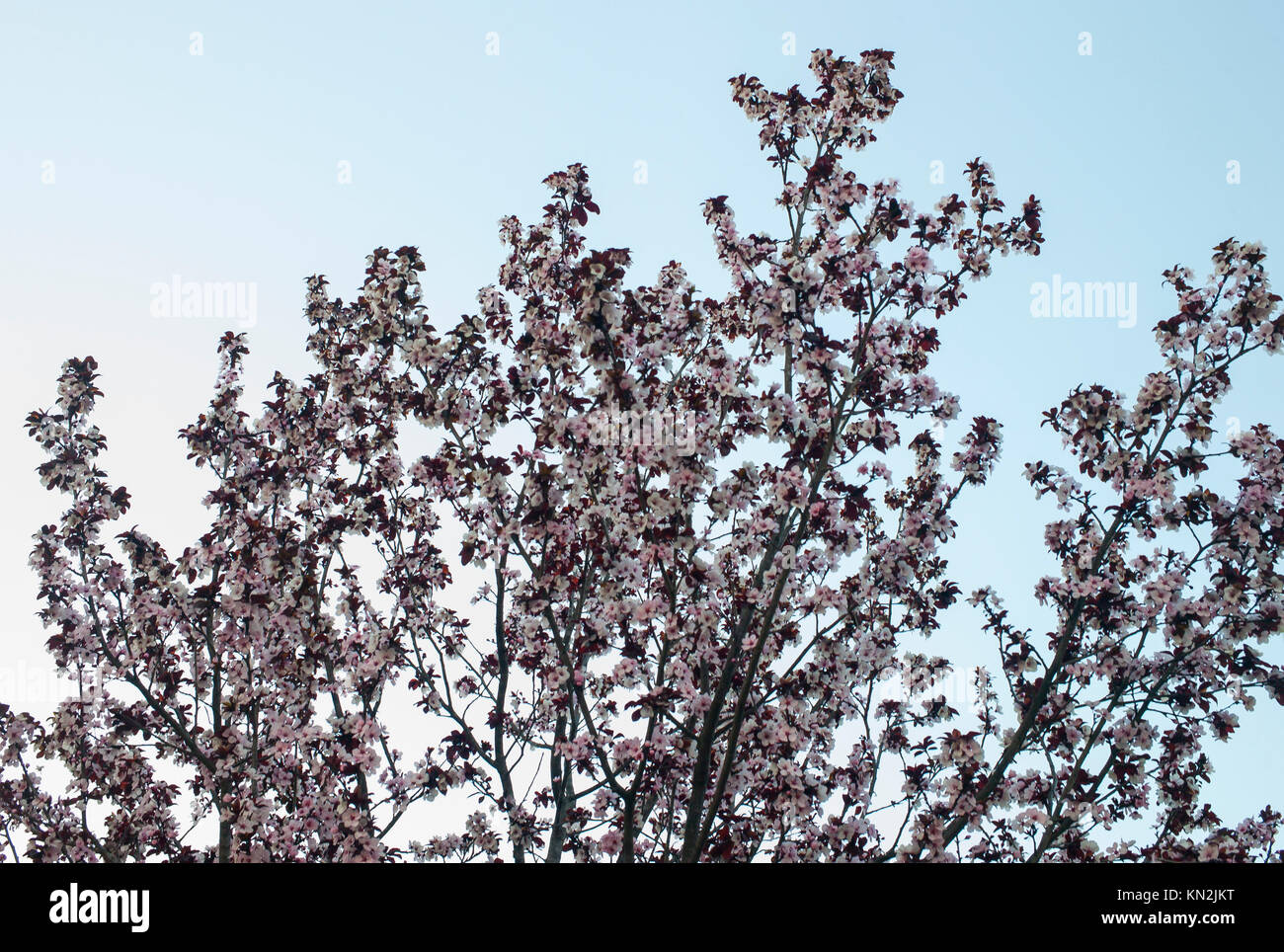 Une vue détaillée d'un arbre de printemps. Banque D'Images