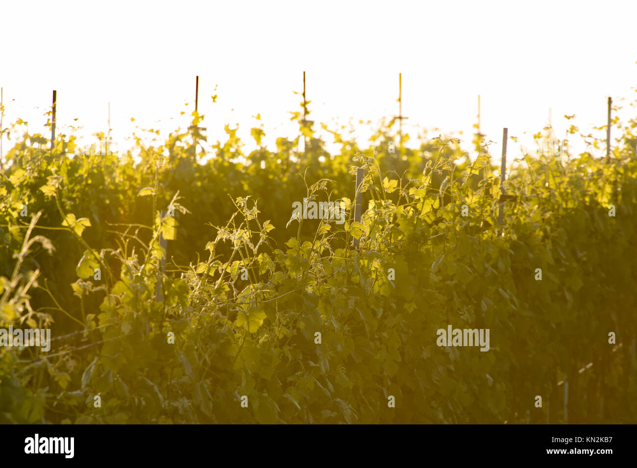 Libre de vignes dans un vignoble brillants dans la lumière au coucher du soleil. Banque D'Images