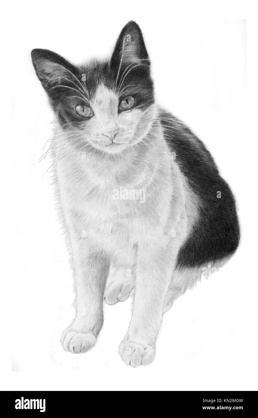 Dessin Noir Et Blanc Réaliste Chat noir et blanc, main sketeched Illustration réaliste Photo Stock - Alamy