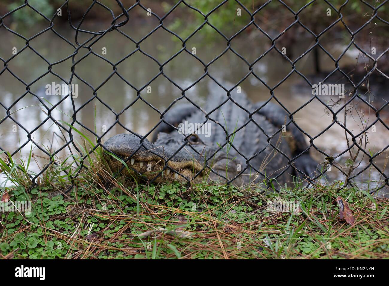 Un alligator derrière une clôture, au Centre de découverte des reptiles, dans Deland, en Floride, aux États-Unis. Banque D'Images