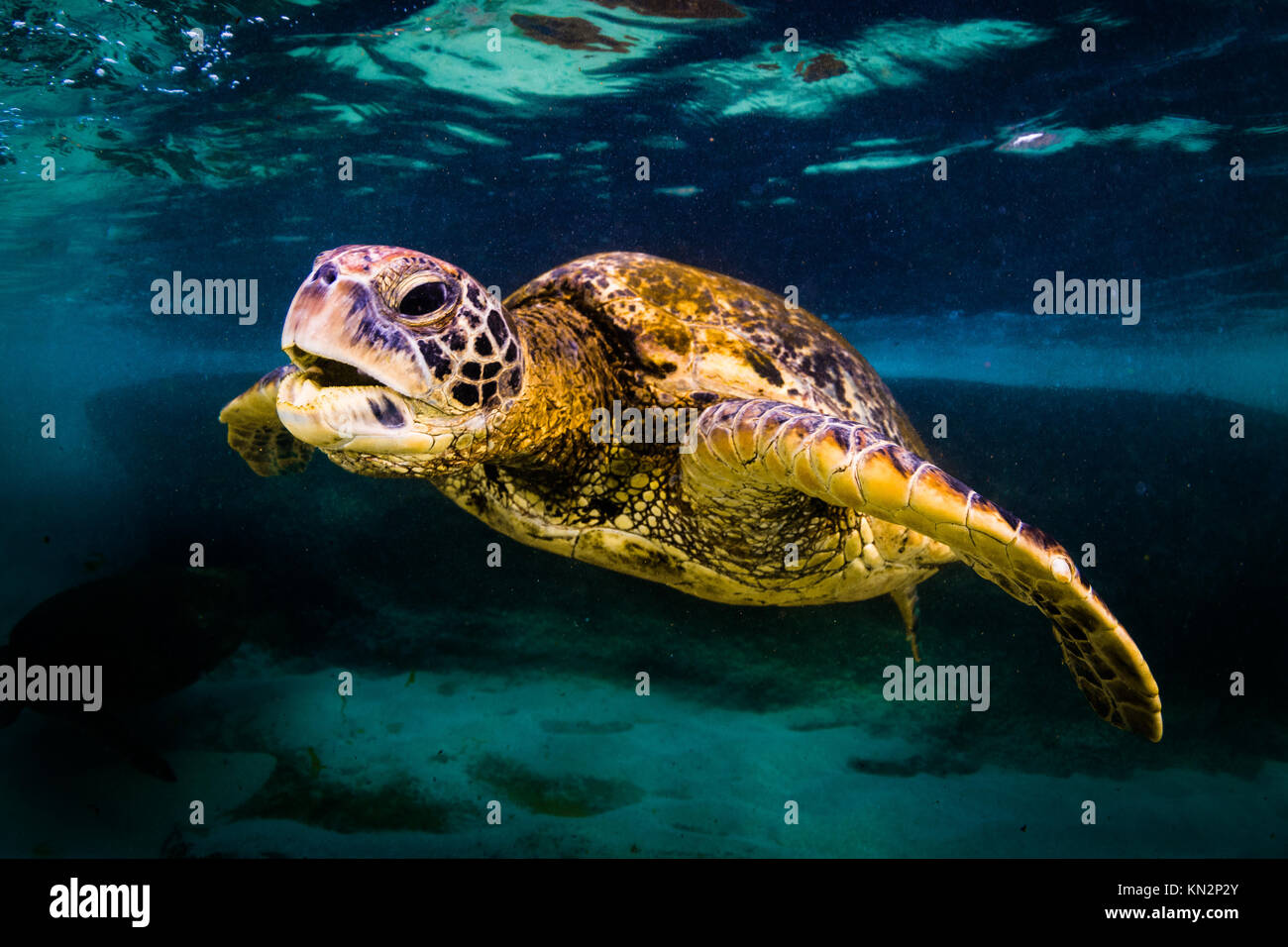 Une espèce menacée de tortue de mer vertes croisières dans les eaux chaudes de l'océan Pacifique, à Hawaï. Banque D'Images