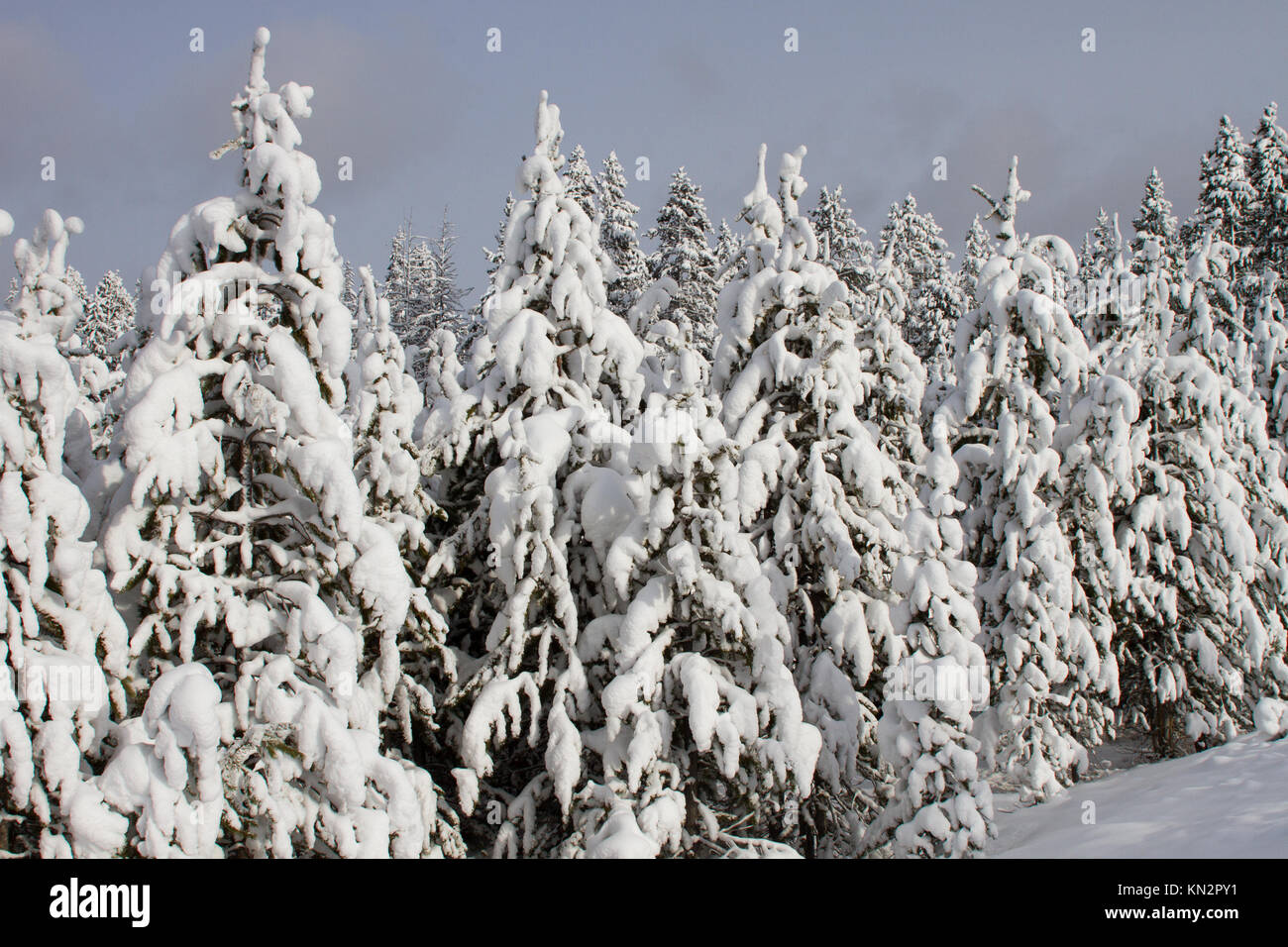 Arbres couverts de neige le long du canyon road au norris le parc national de Yellowstone en hiver novembre 17, 2016 dans le Wyoming. (Photo de Diane renkin via planetpix) Banque D'Images